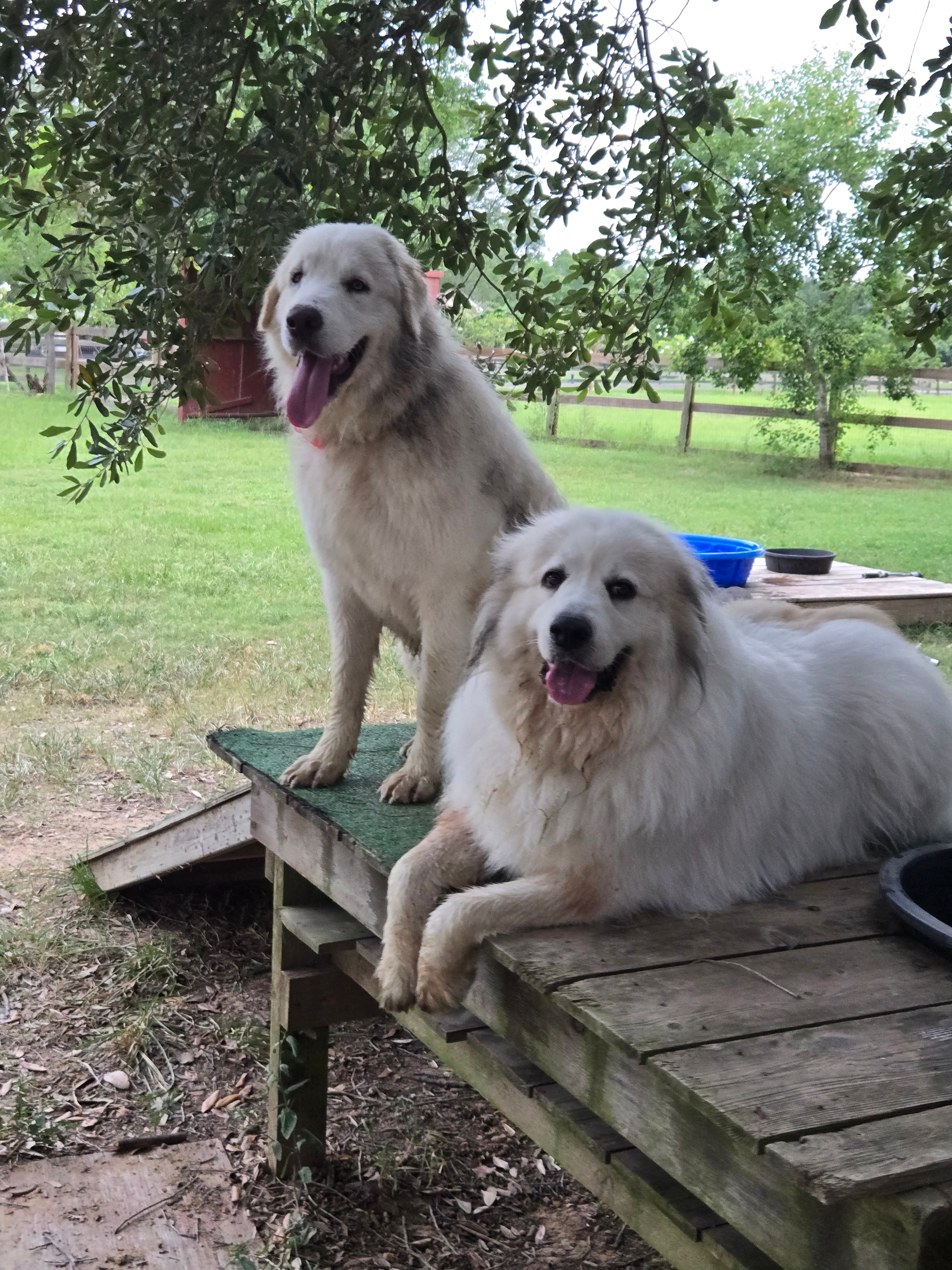 Norie & Koda at ScallyWags