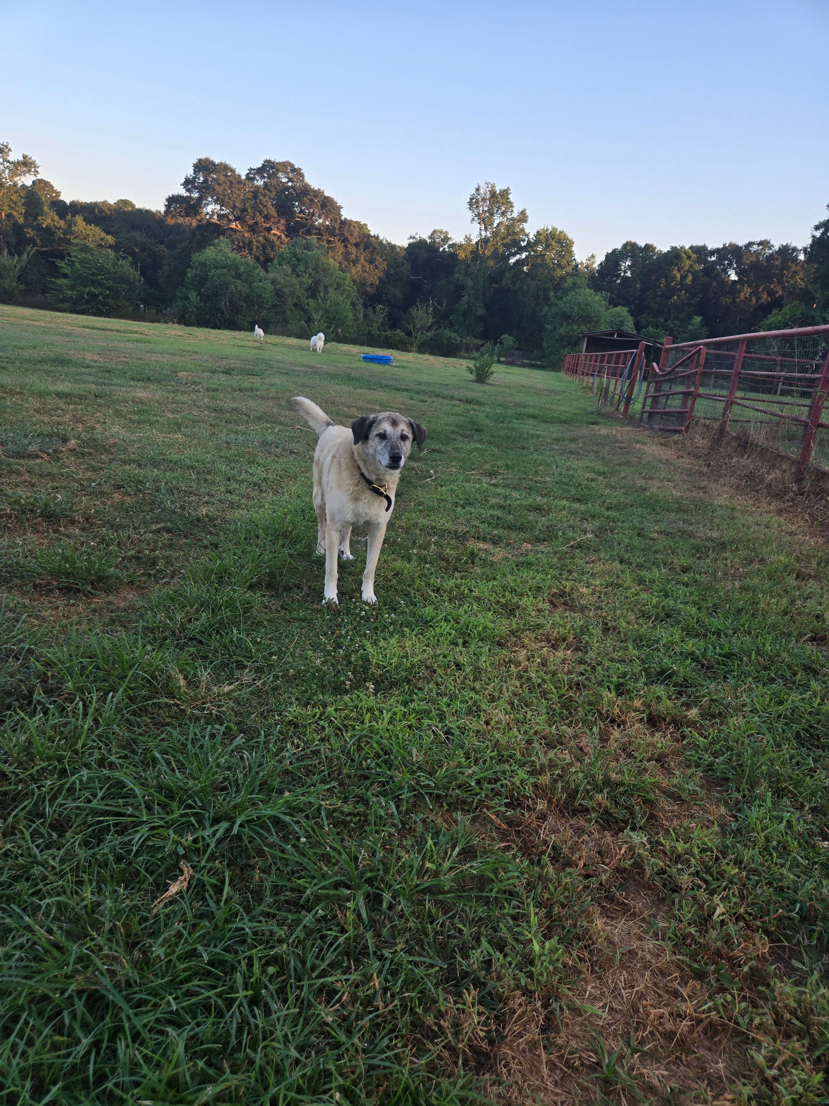 Sadie at ScallyWags