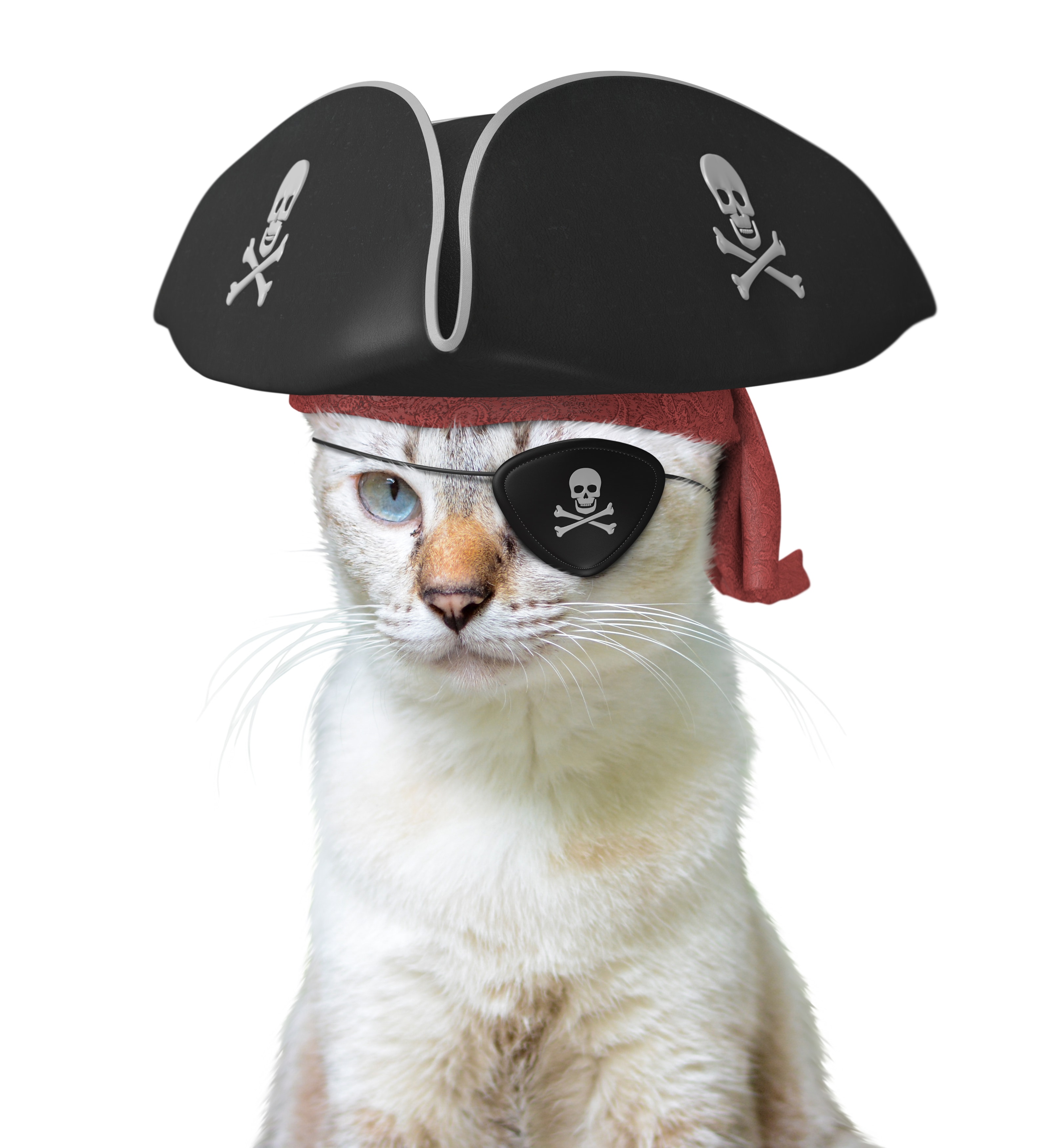 White cat wearing a pirate hat and eye patch