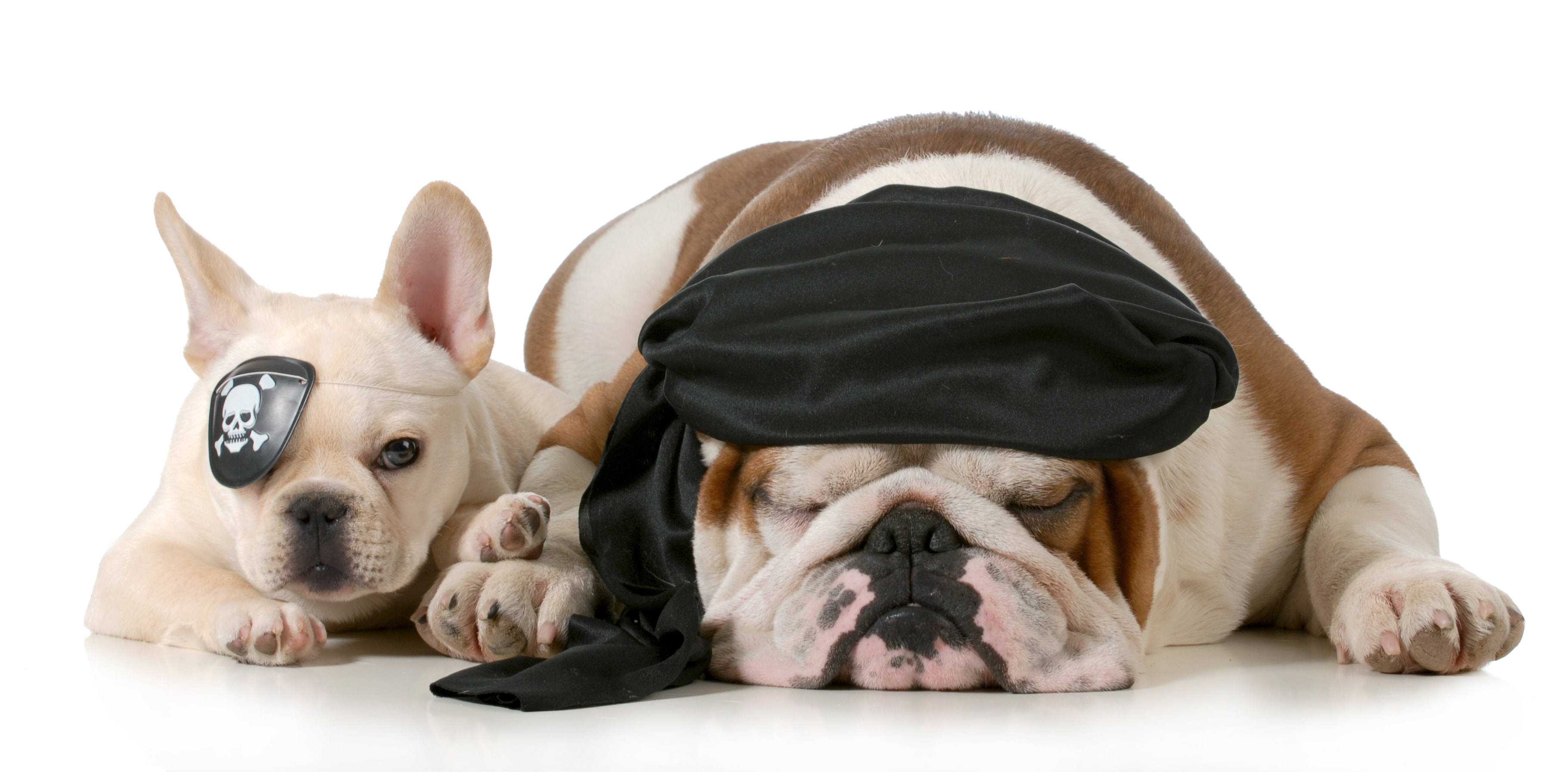 French Bulldog puppy with pirate eye patch and English Bulldog wearing a pirate bandana
