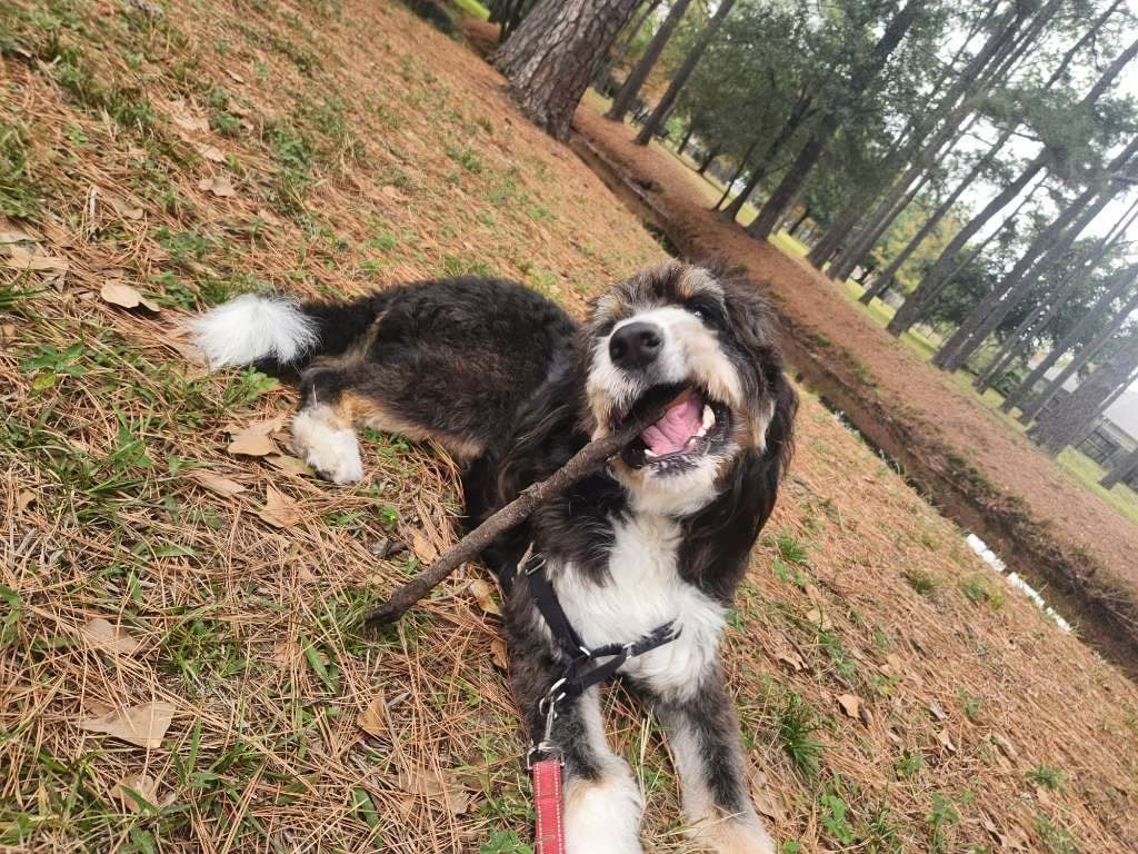 Dog enjoying a walk on a shaded path