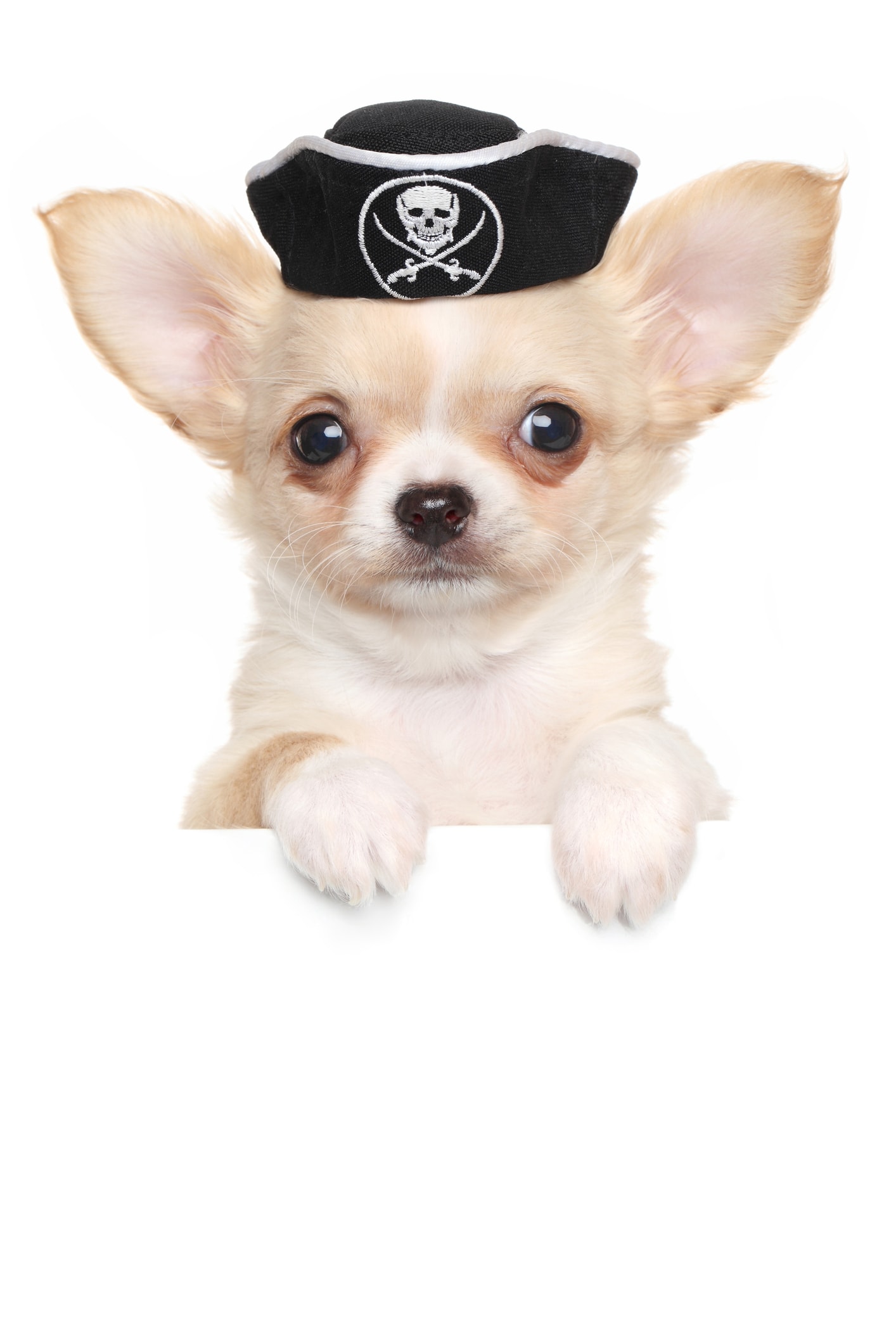 Chihuahua puppy wearing a pirate hat peeking over a ledge