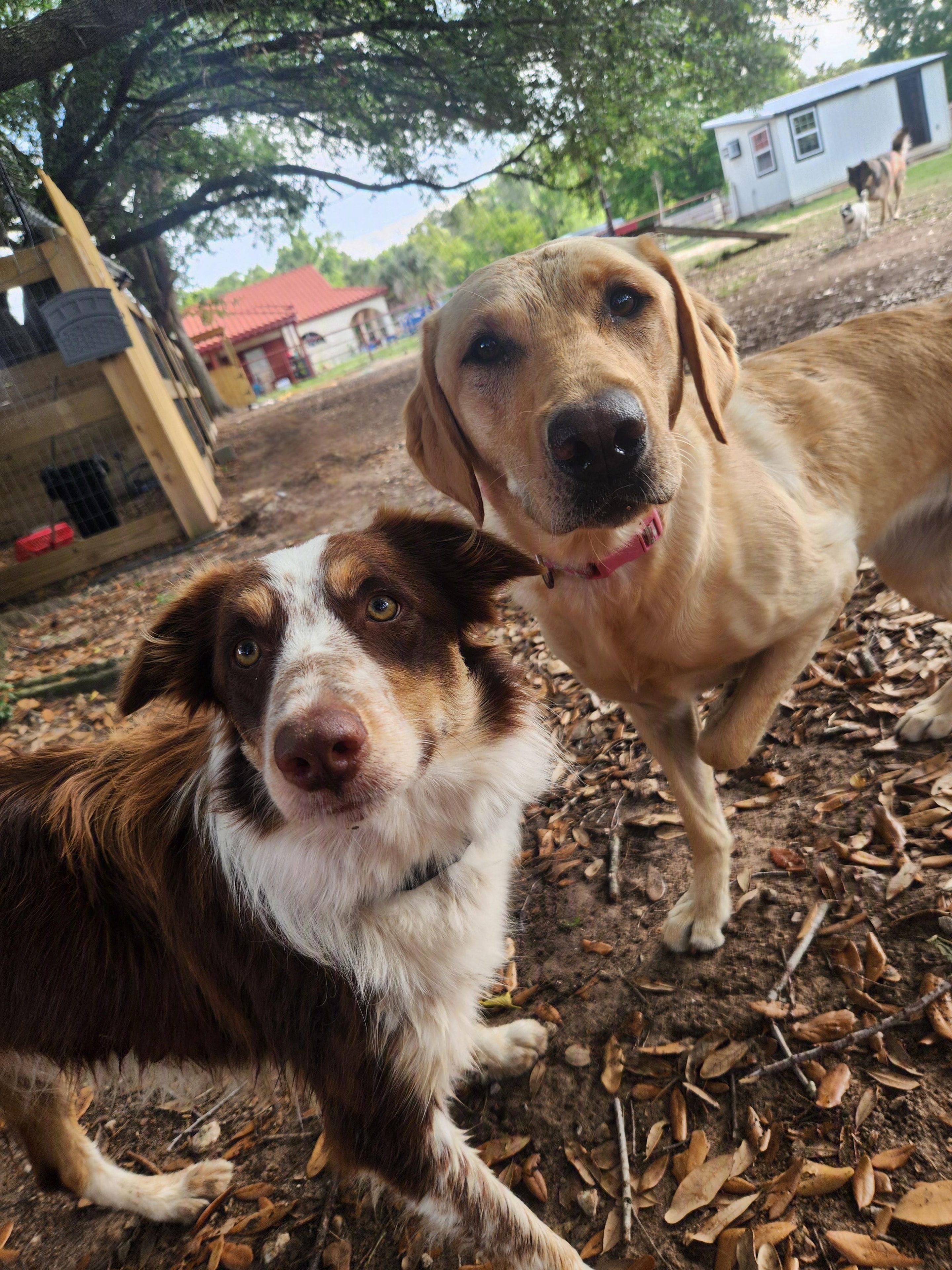 Dog Boarding