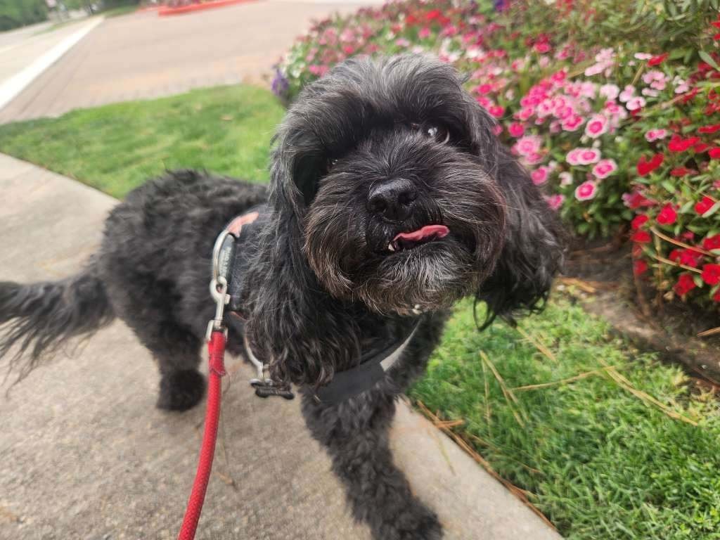 Dog Walking