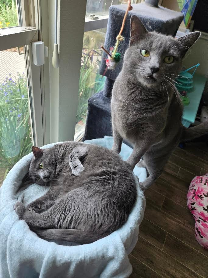 Pet Sitting