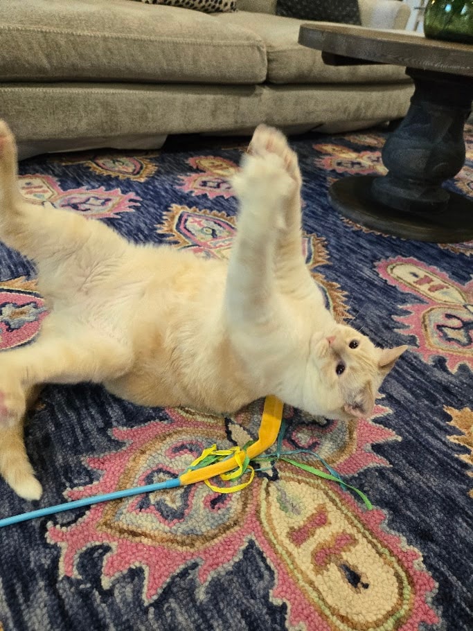 Play!