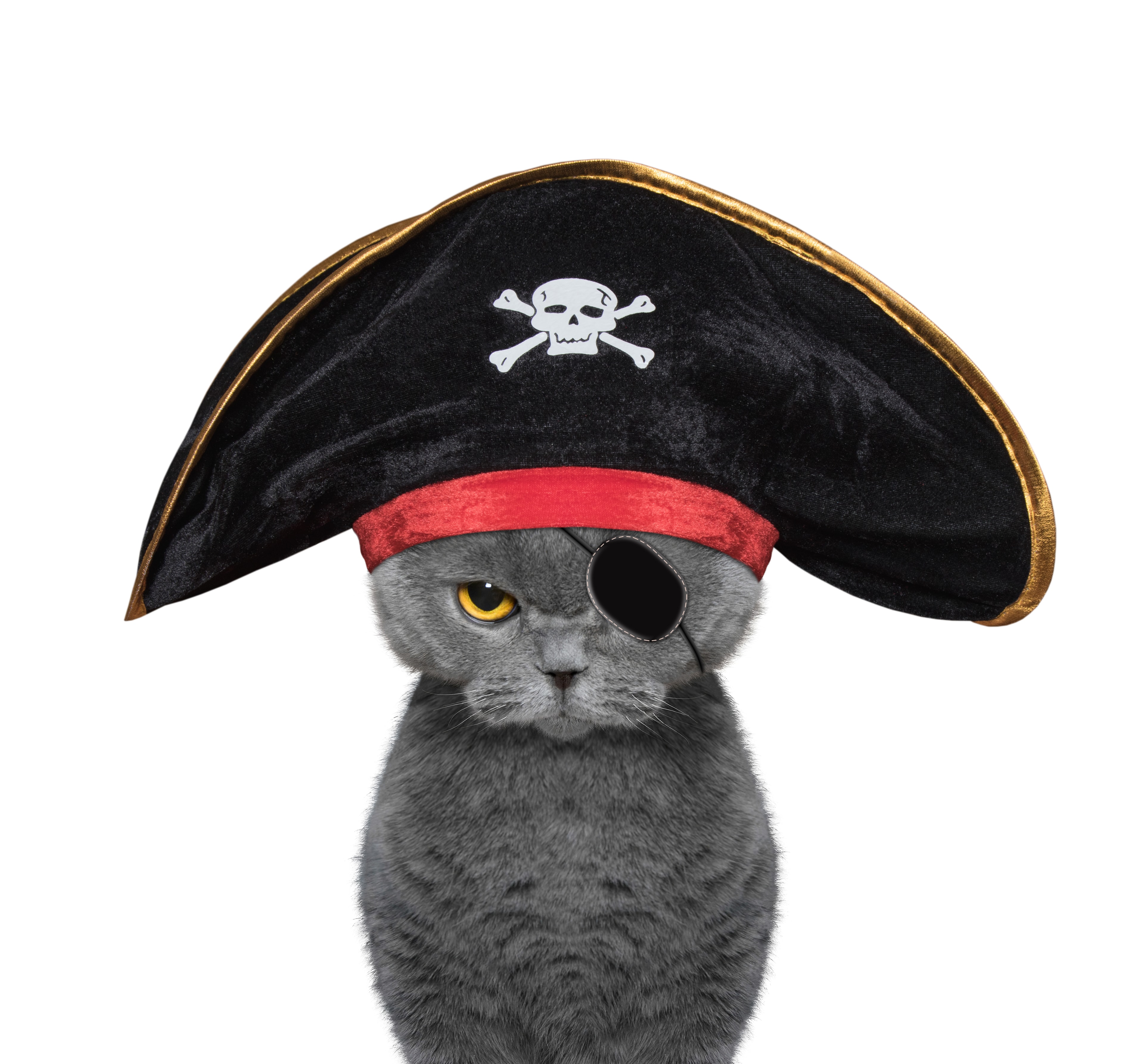 Grumpy gray cat wearing a pirate hat and eye patch
