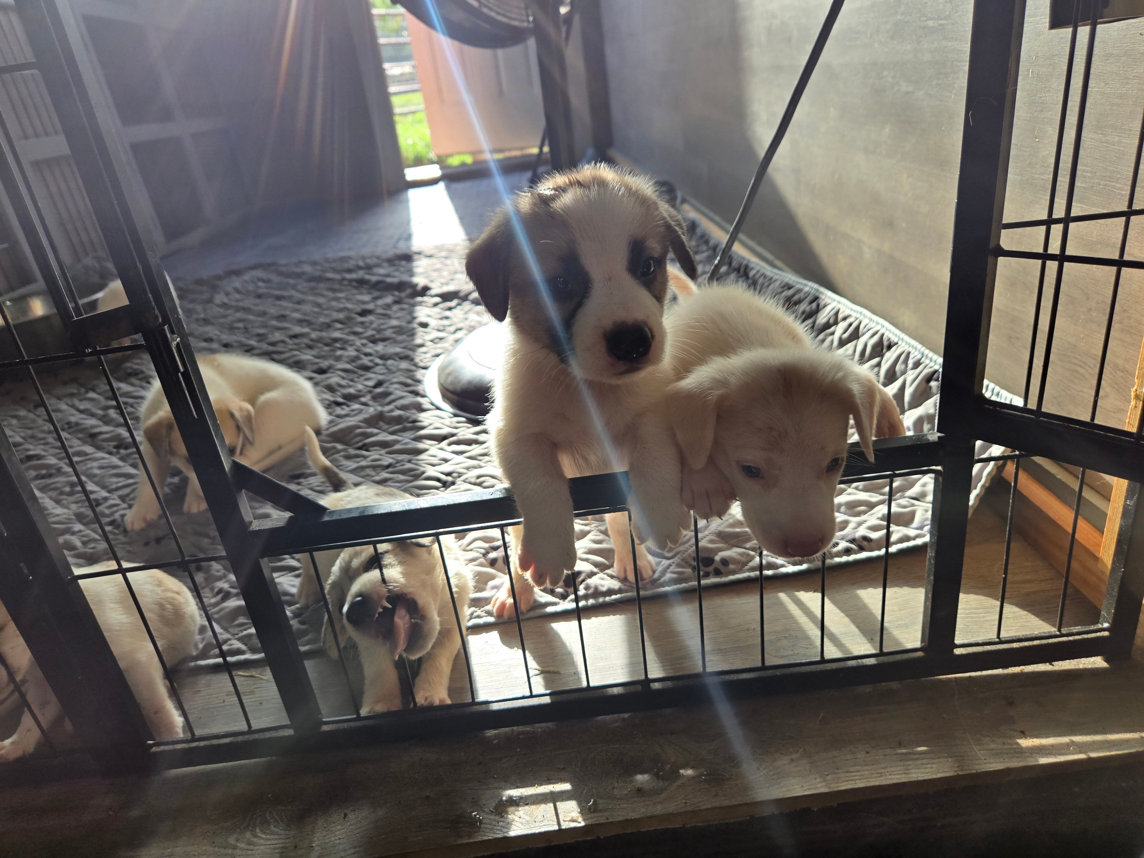 Rescue dog in a loving foster home