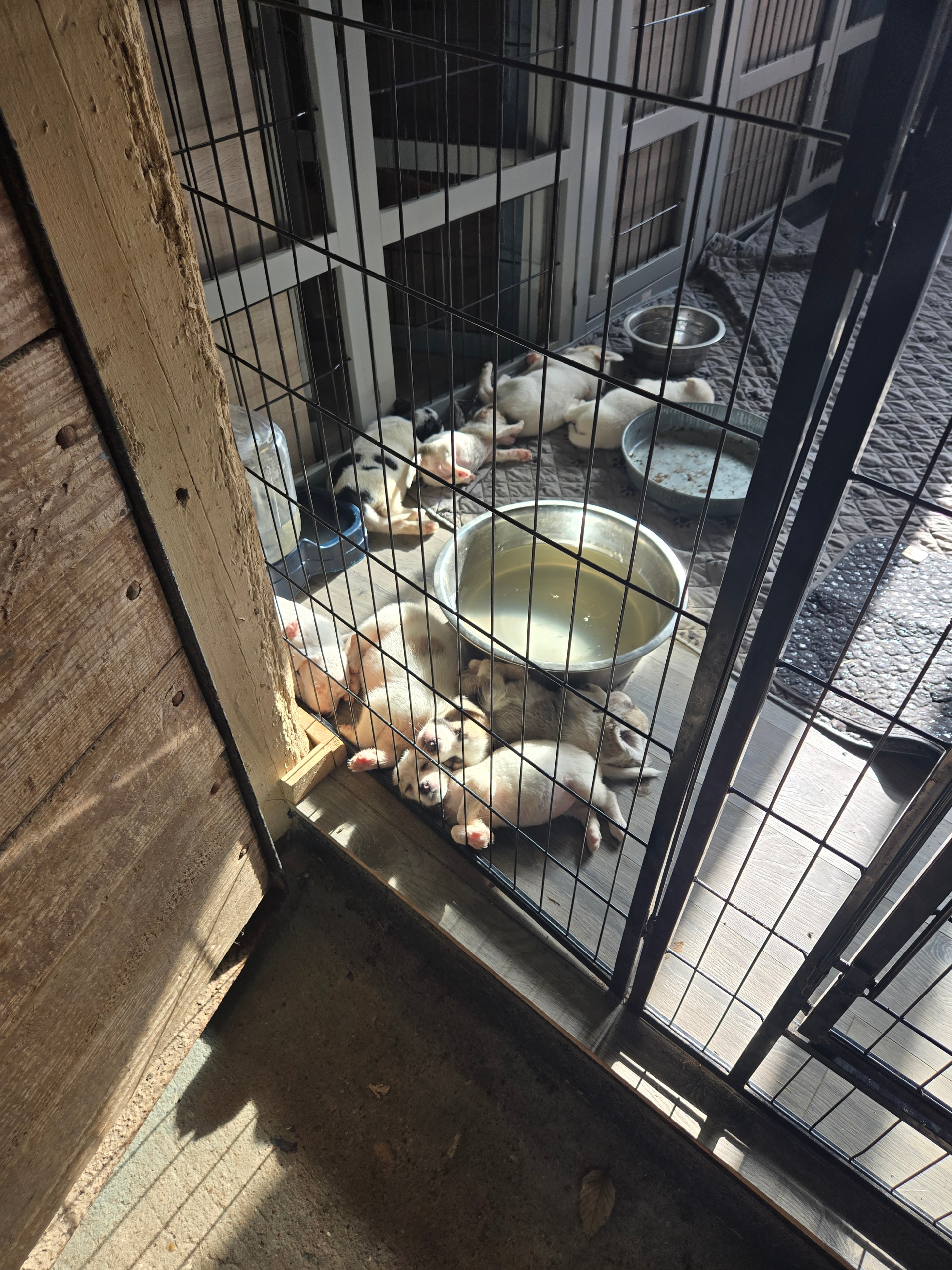 A pile of foster puppies huddled together in their enclosure