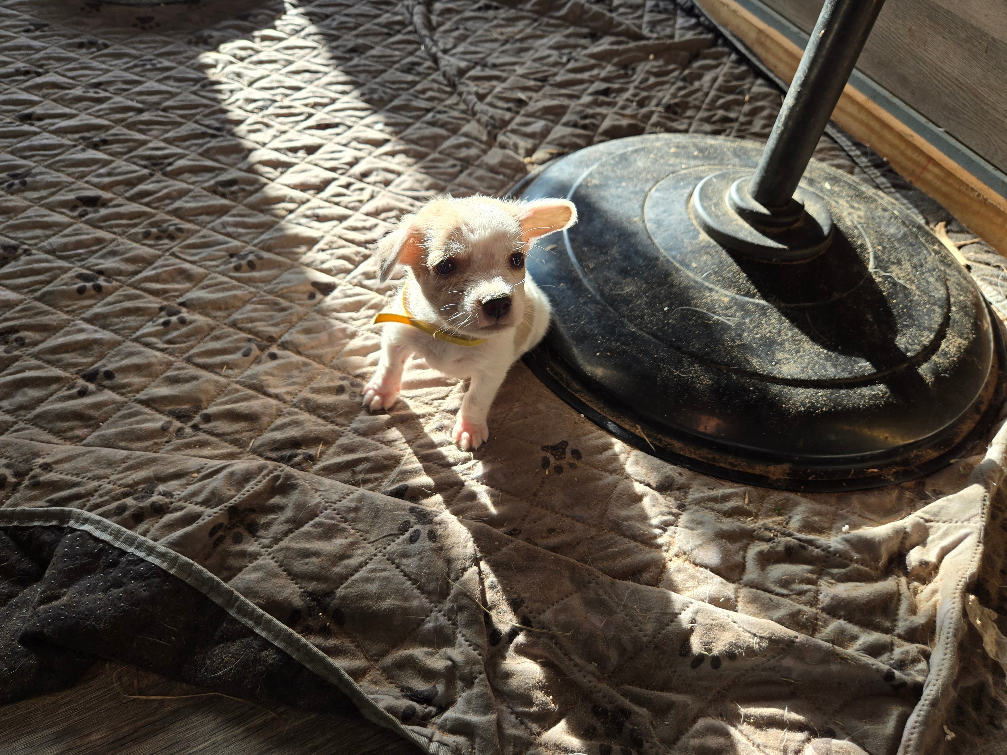 Tiny foster puppy with yellow collar sitting in sunlight on a quilt