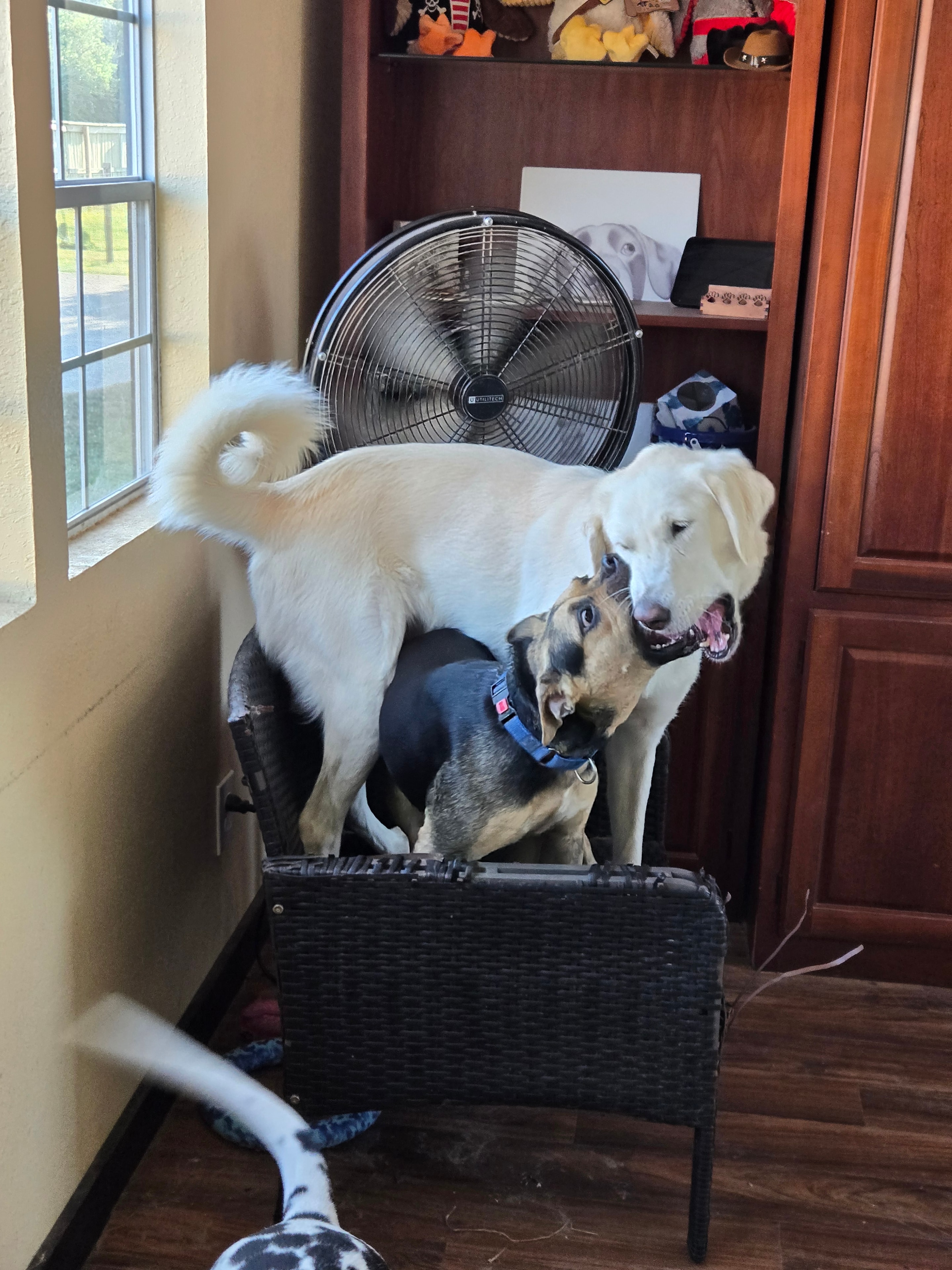 Zella the white dog playing with a smaller brown foster dog by a fan indoors