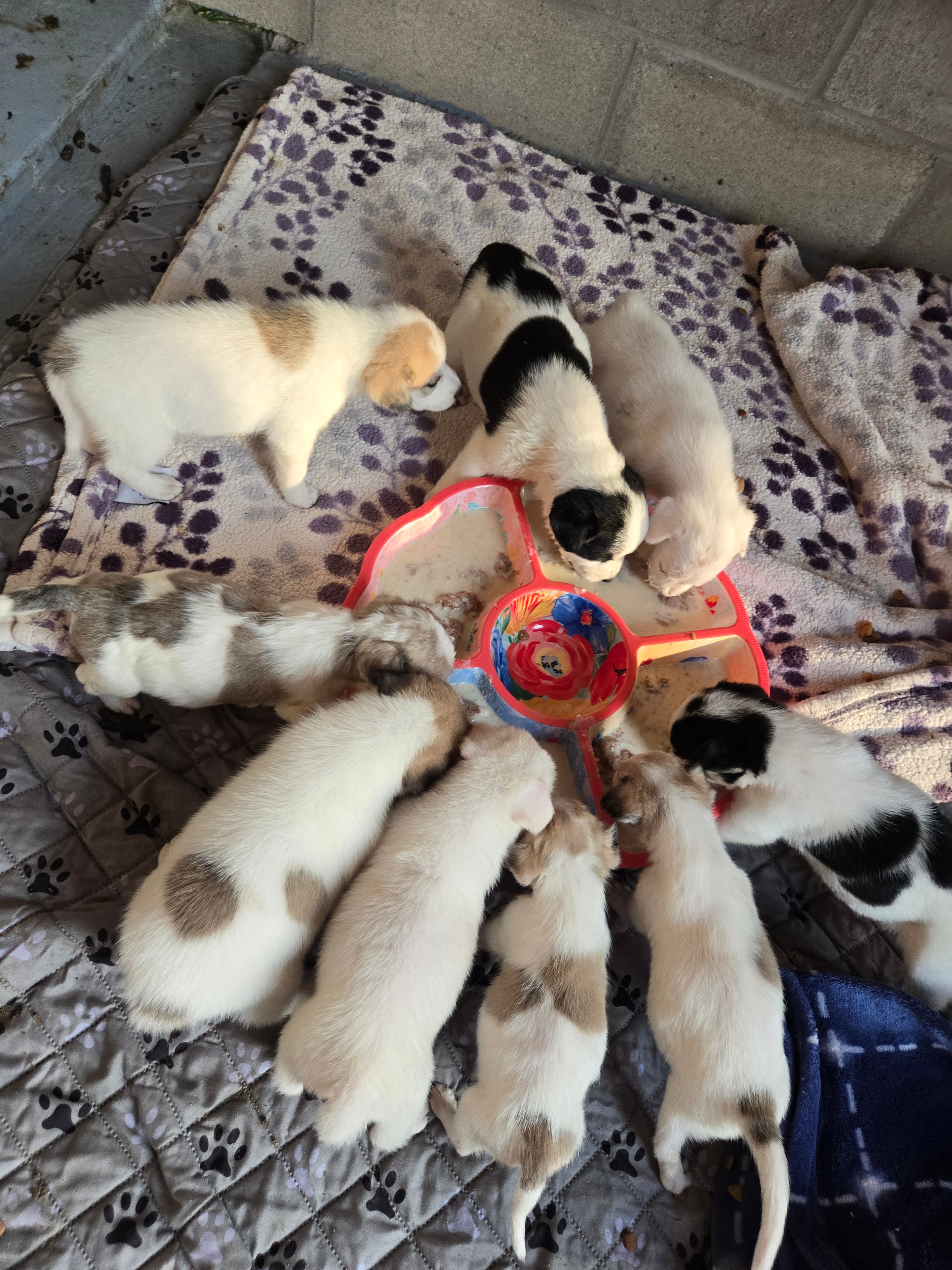 Litter of puppies eating together