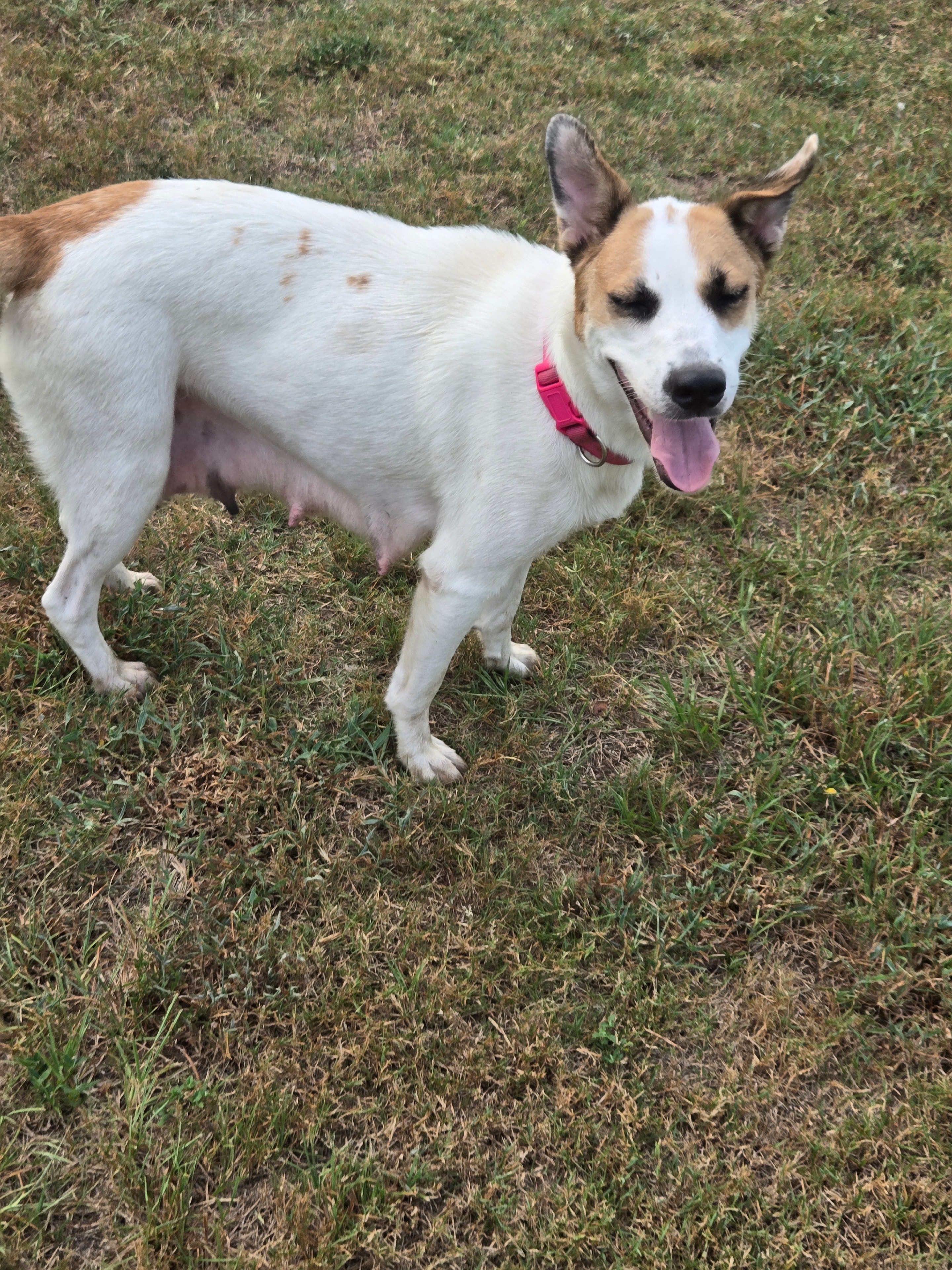 Happy foster dog rolling in the grass