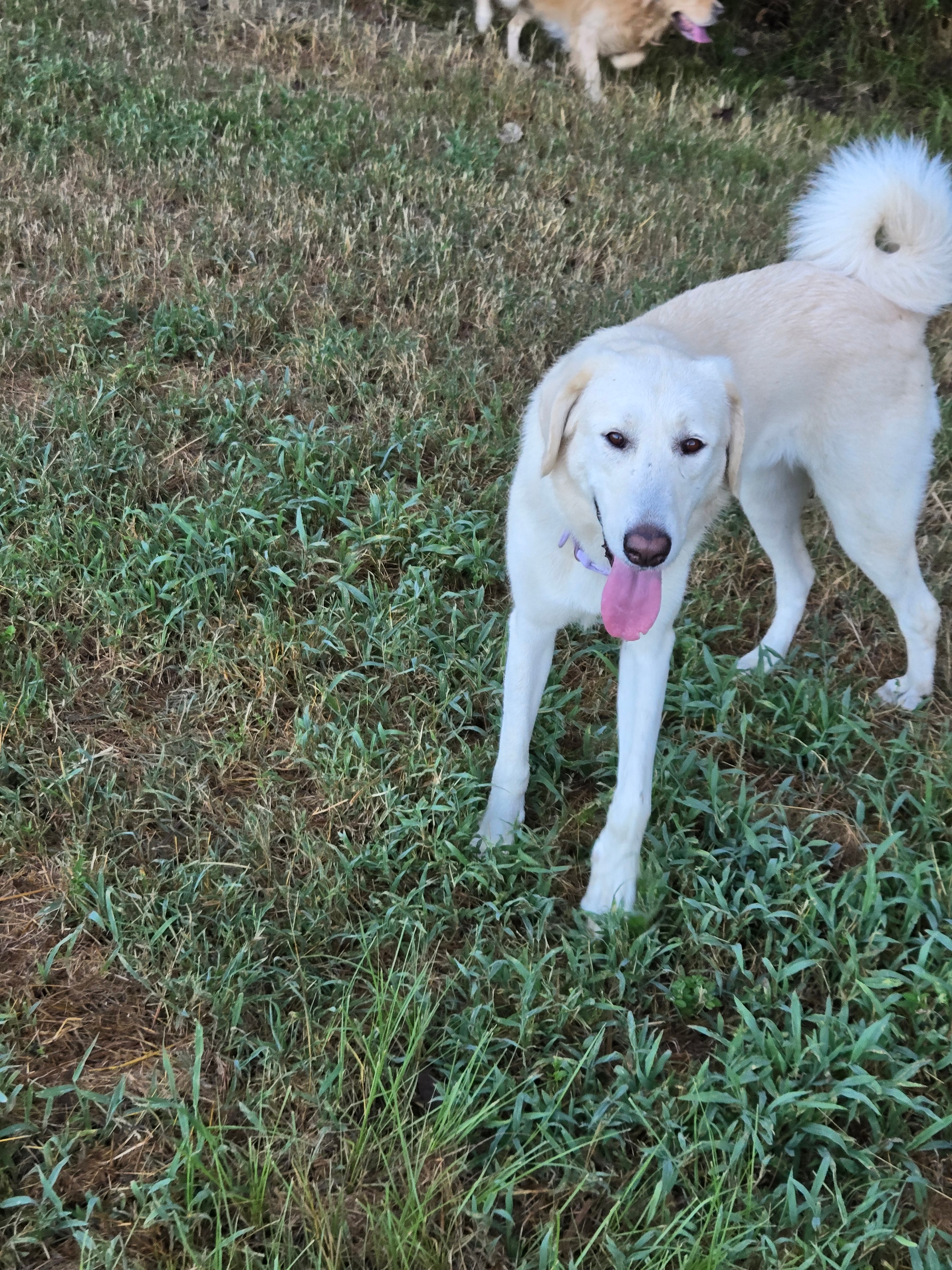White foster dog resting in the grass with tongue out