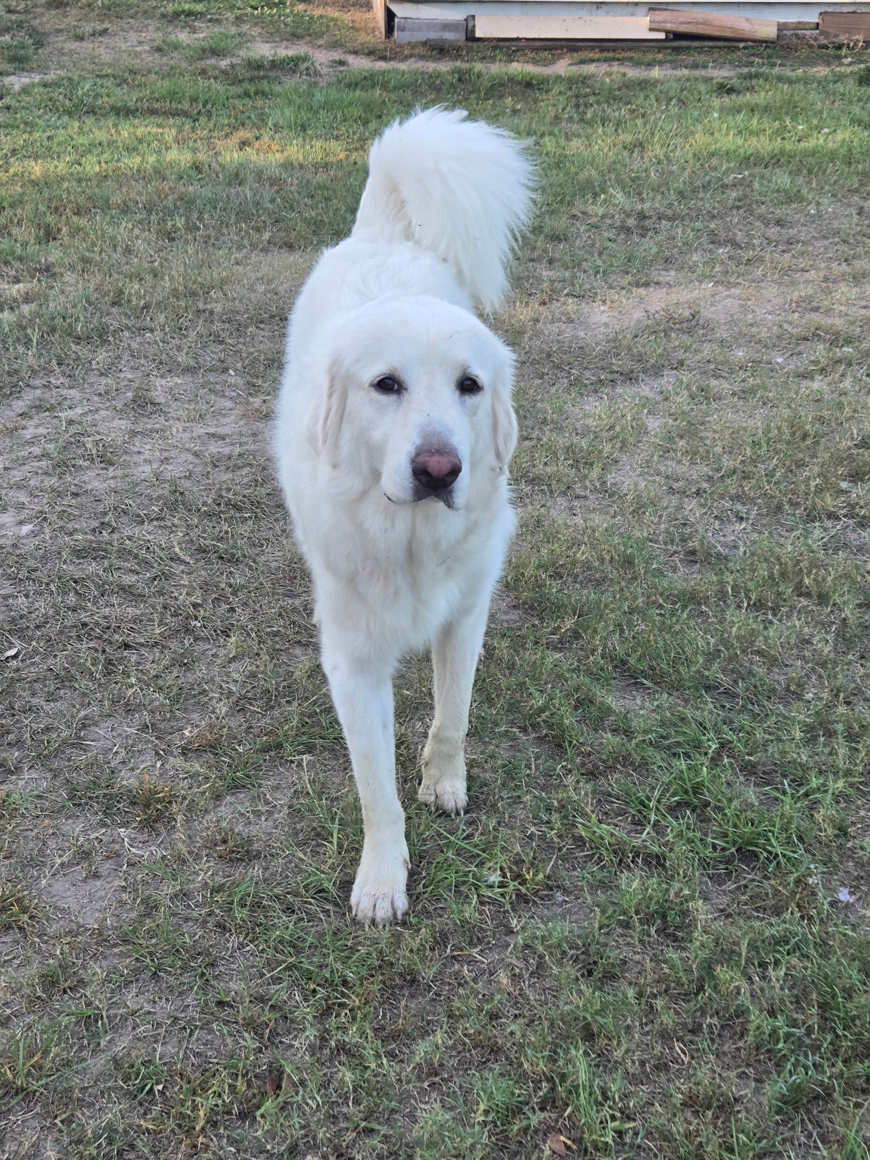 Walker — white fluffy foster dog sitting in the grass