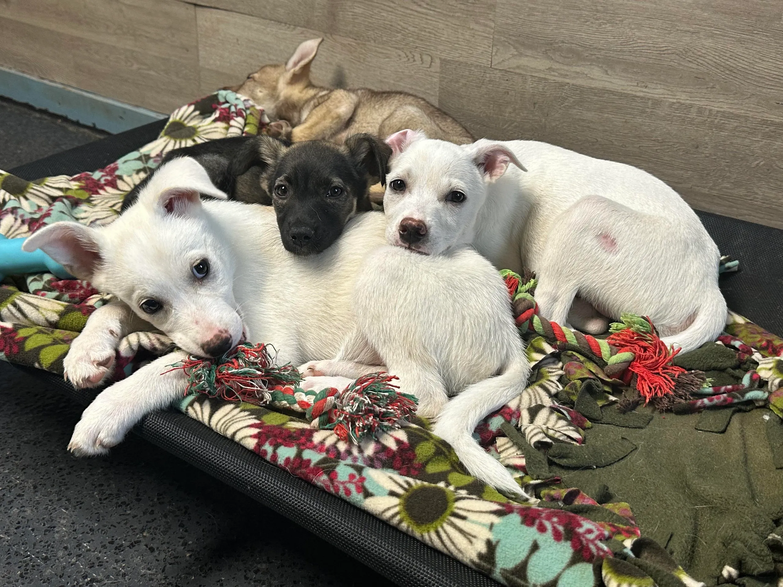 Foster dog in a loving home