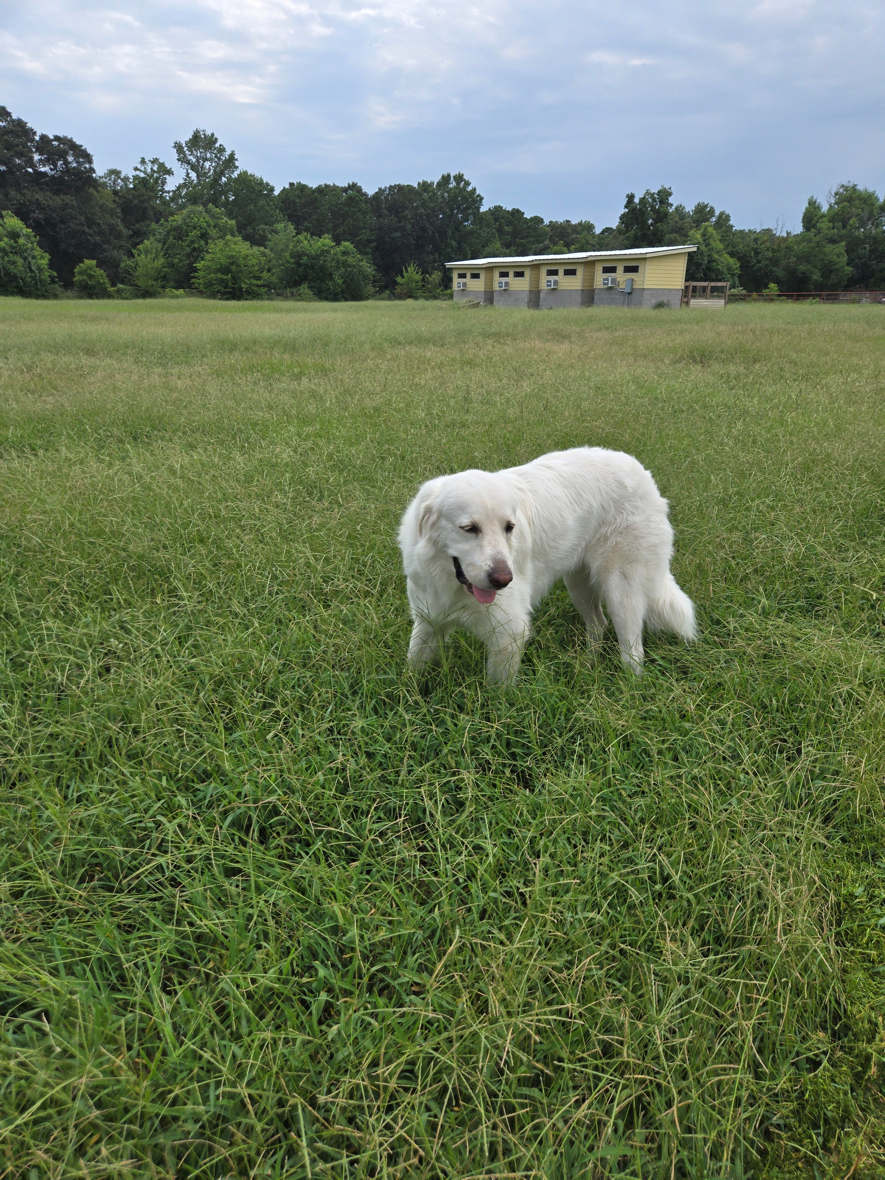 Walker