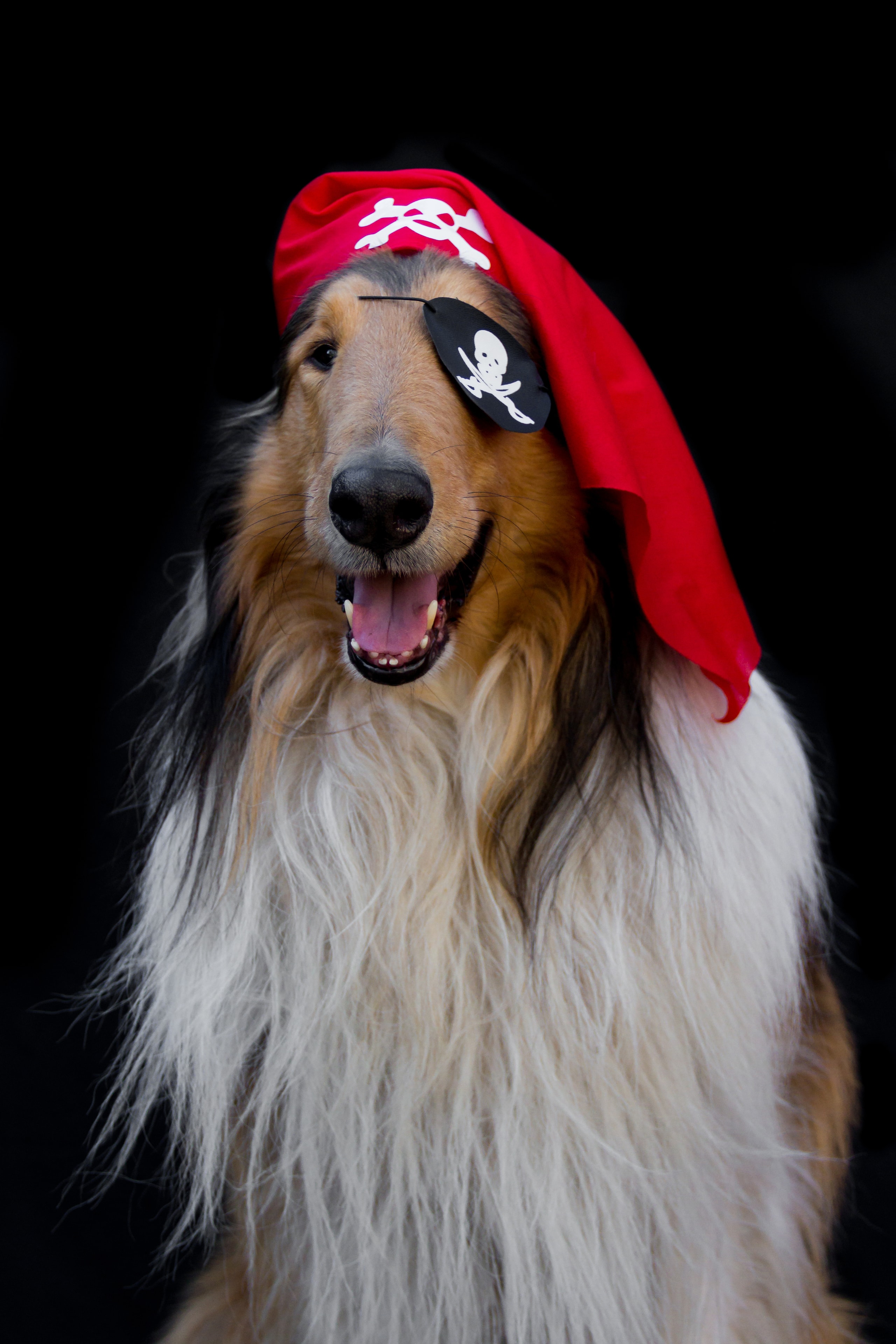 Fluffy Collie wearing a red pirate bandana and eye patch