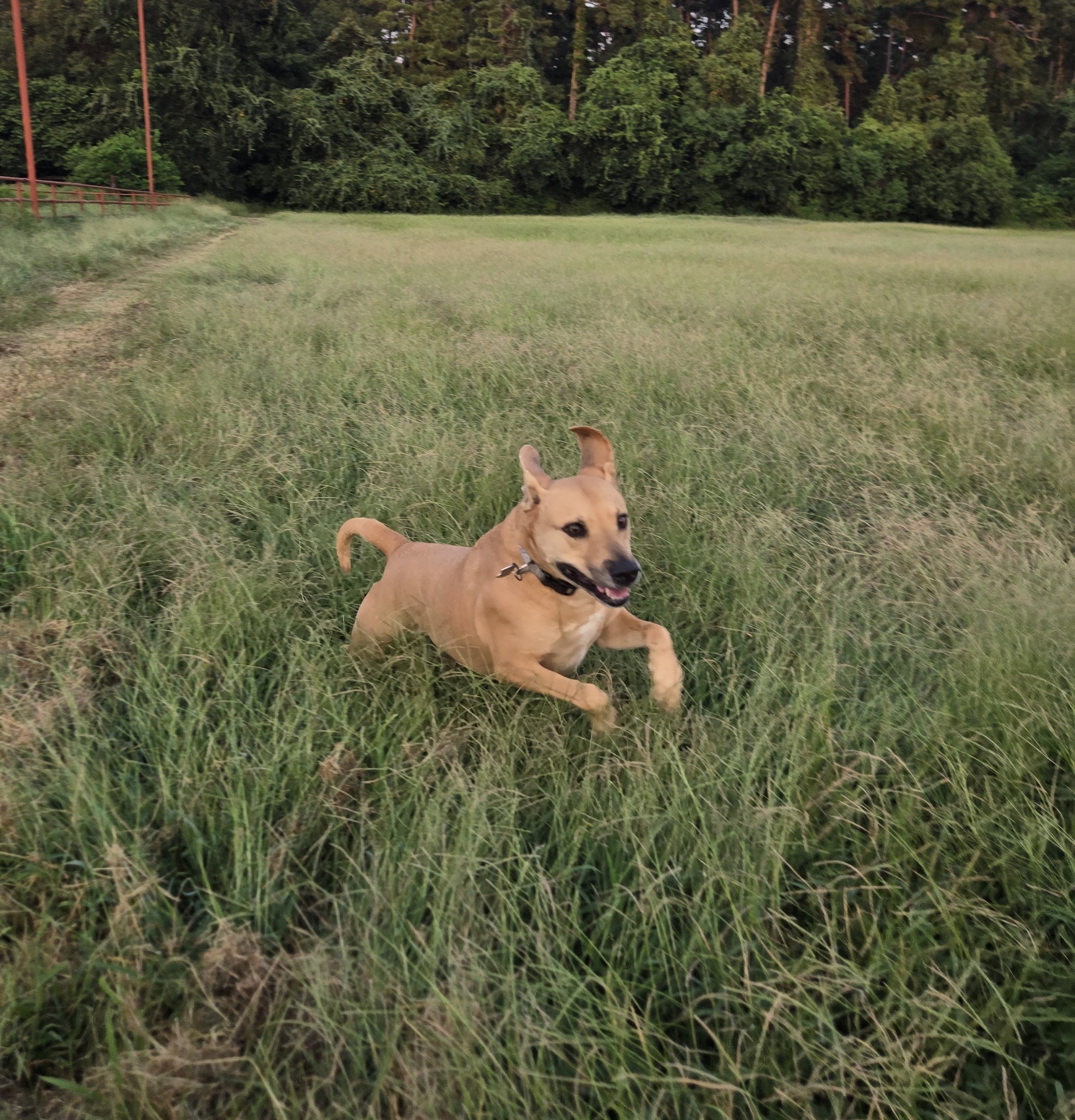 Dog running in open field