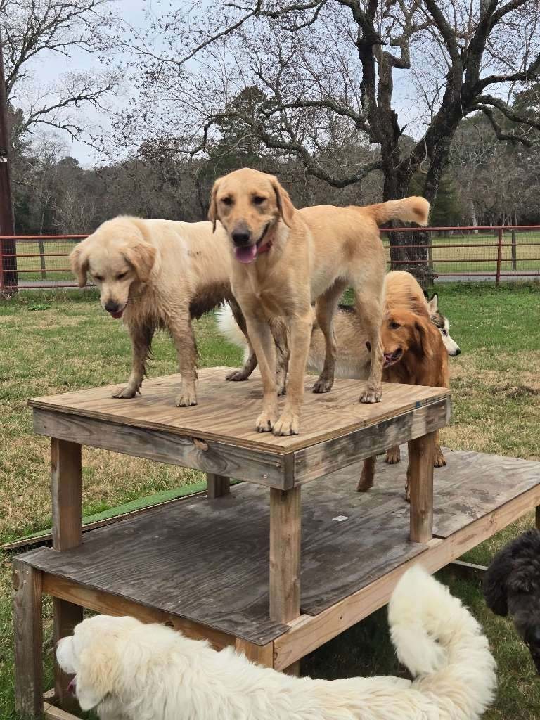 Dog on play structure