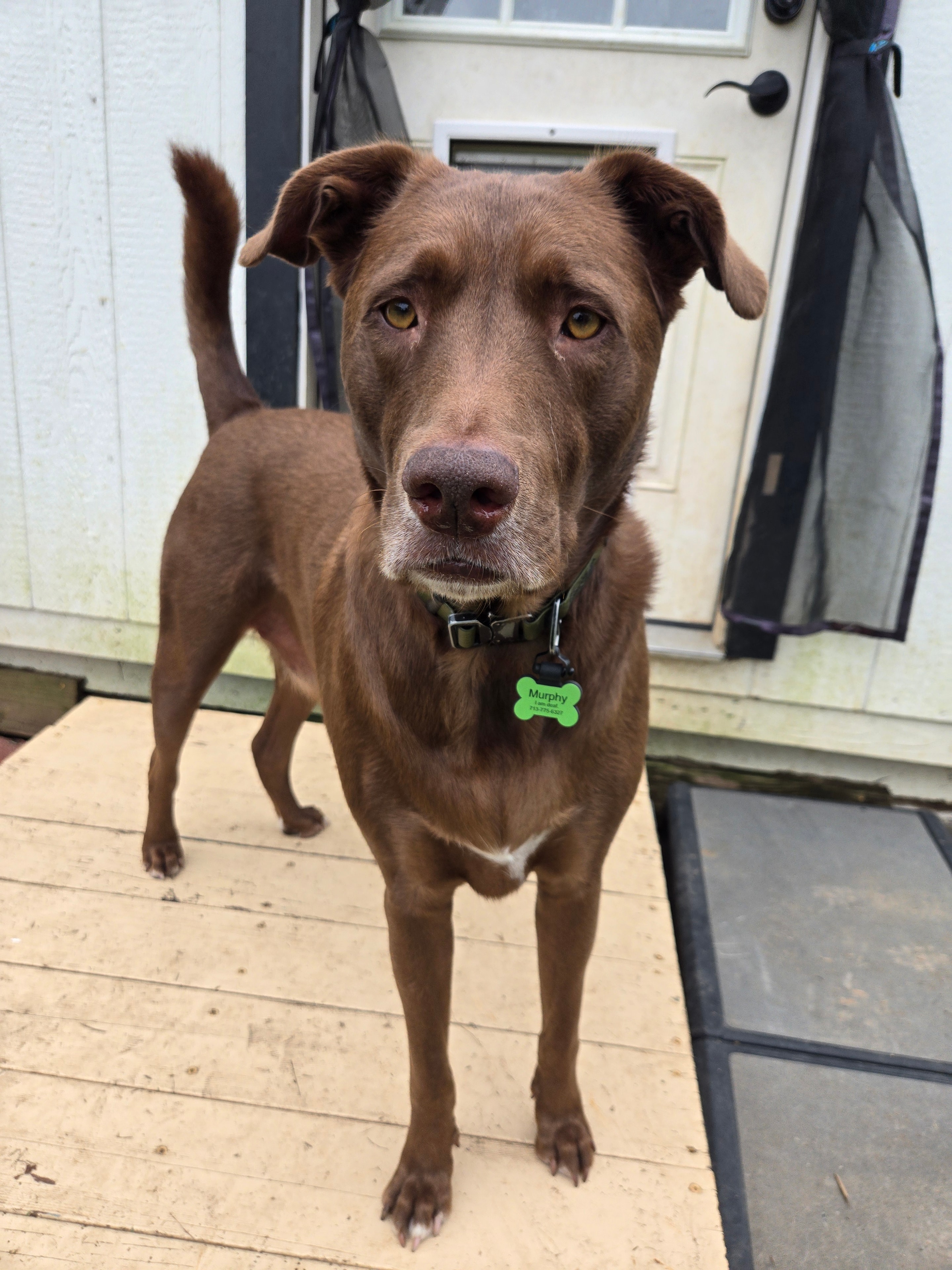 Murphy the chocolate lab looking up at the camera