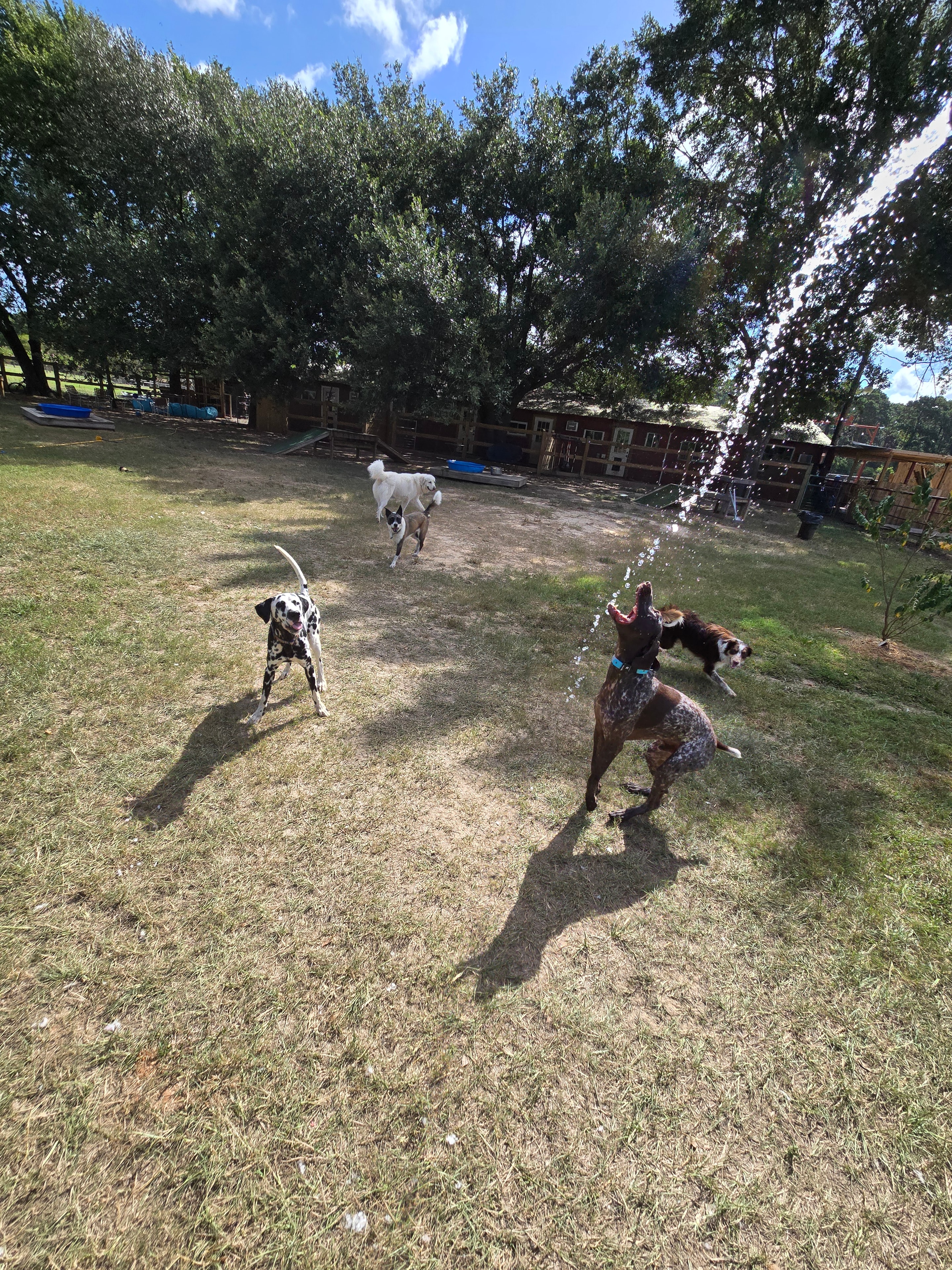 Koa and Krypto playing outdoors at daycare