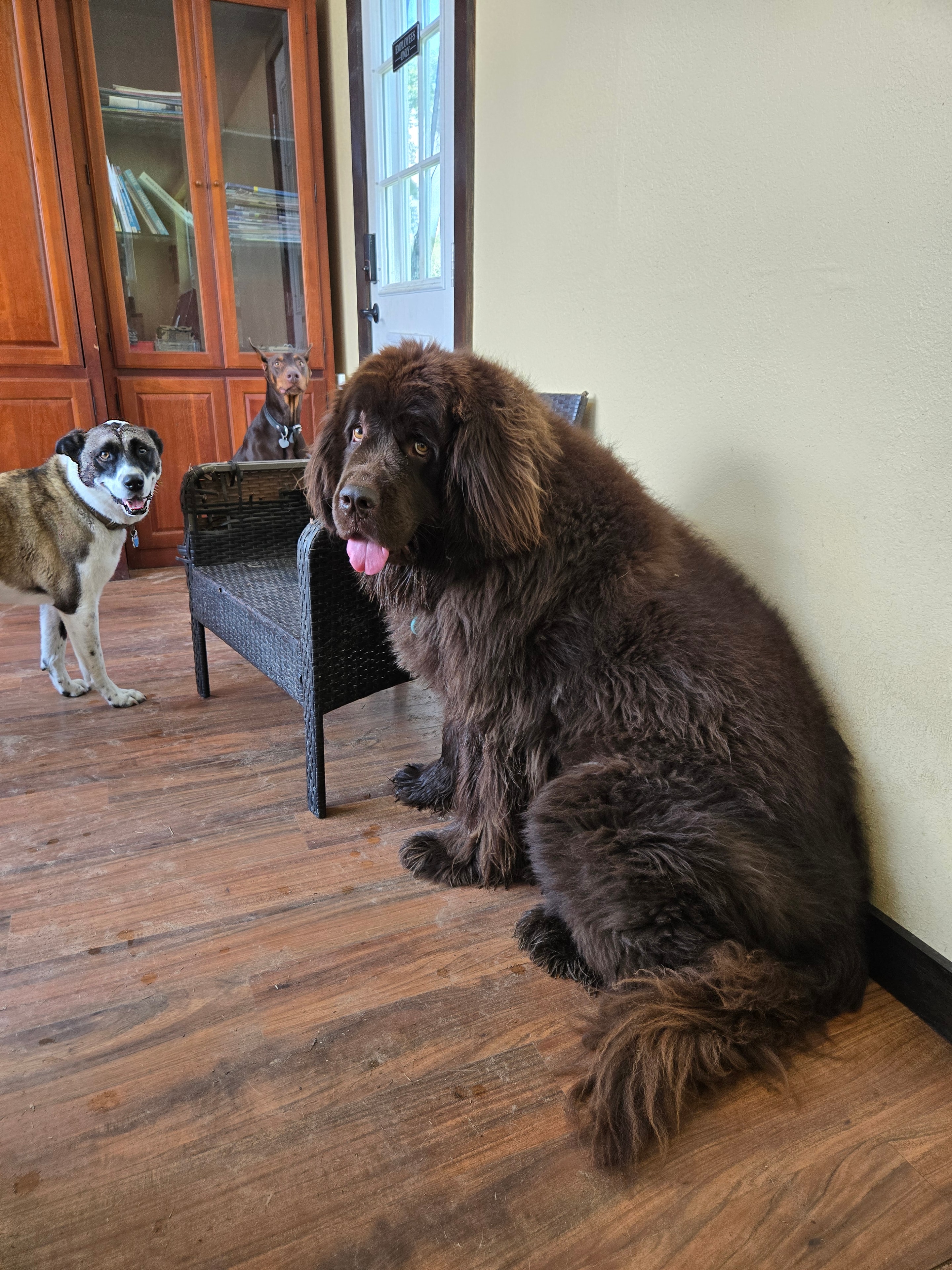 Mocha the fluffy brown dog at daycare