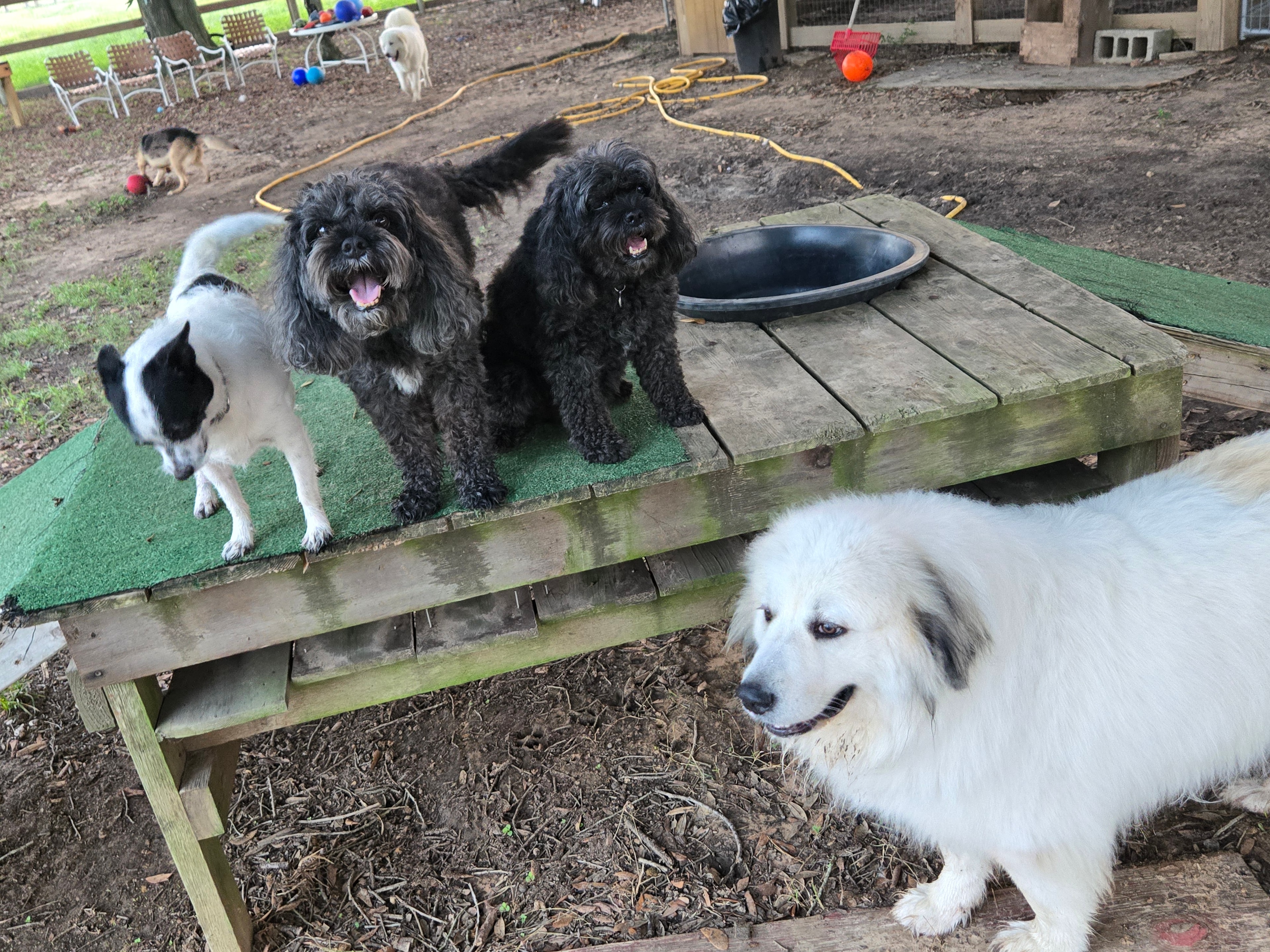 Sophie and Rocco the black dogs at daycare