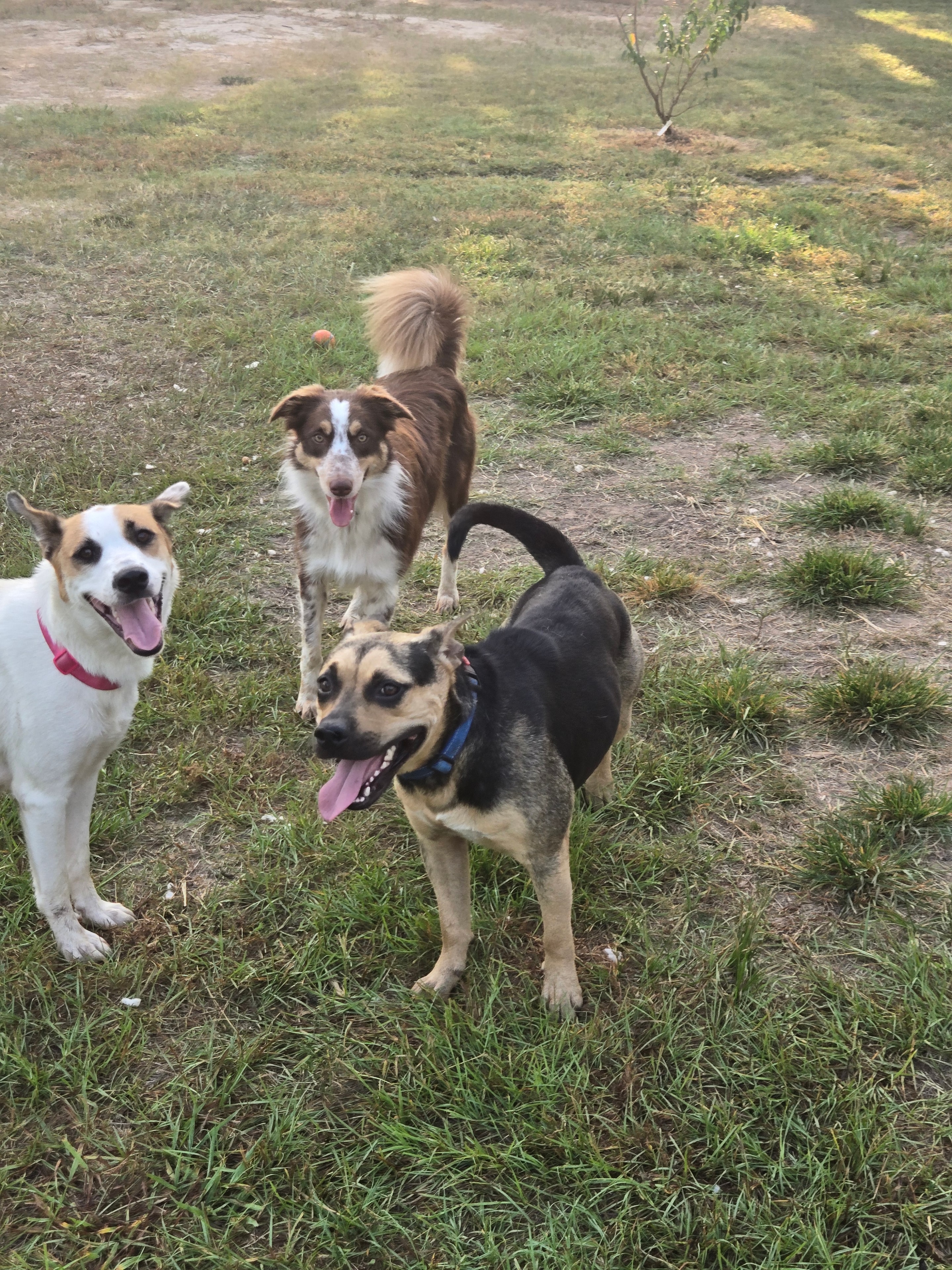 Carmen, Wonda, and Rooshui playing together outdoors