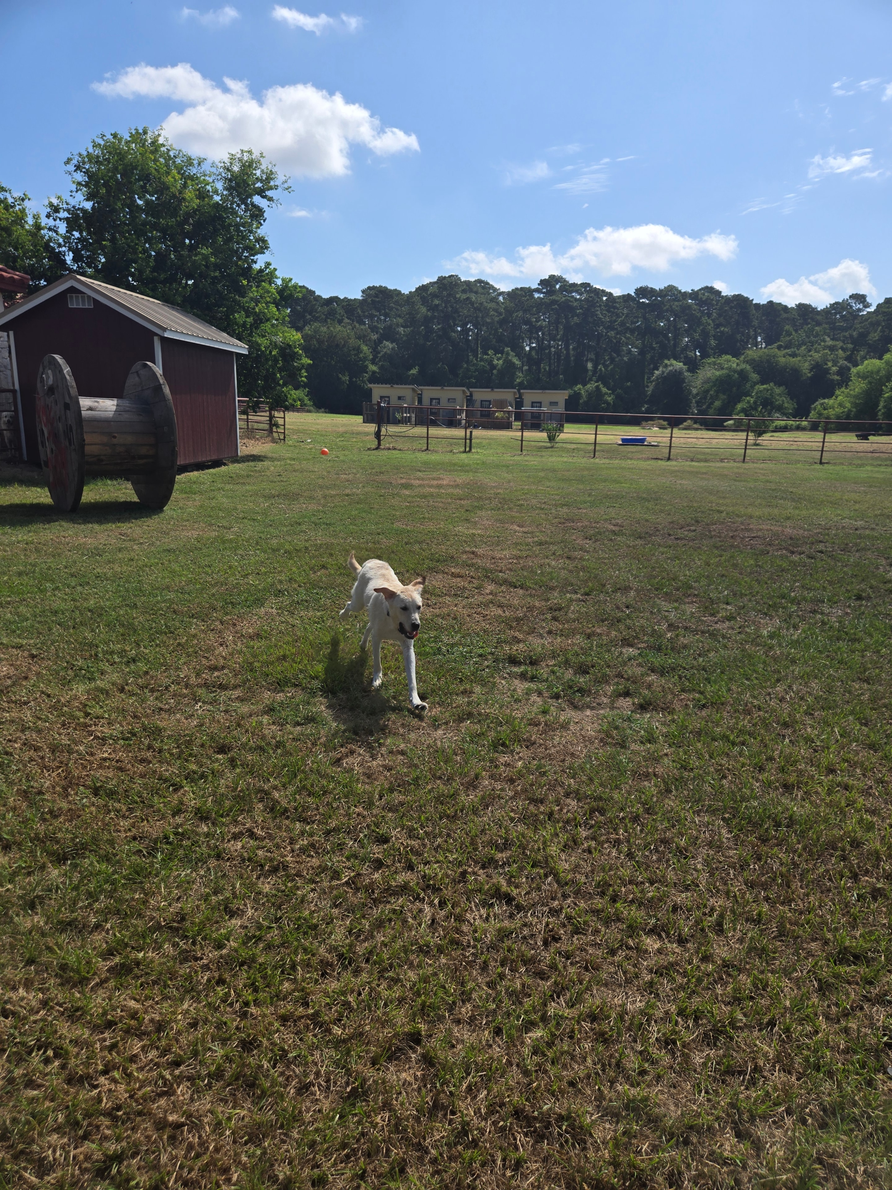 Tater Tot running in the field at daycare