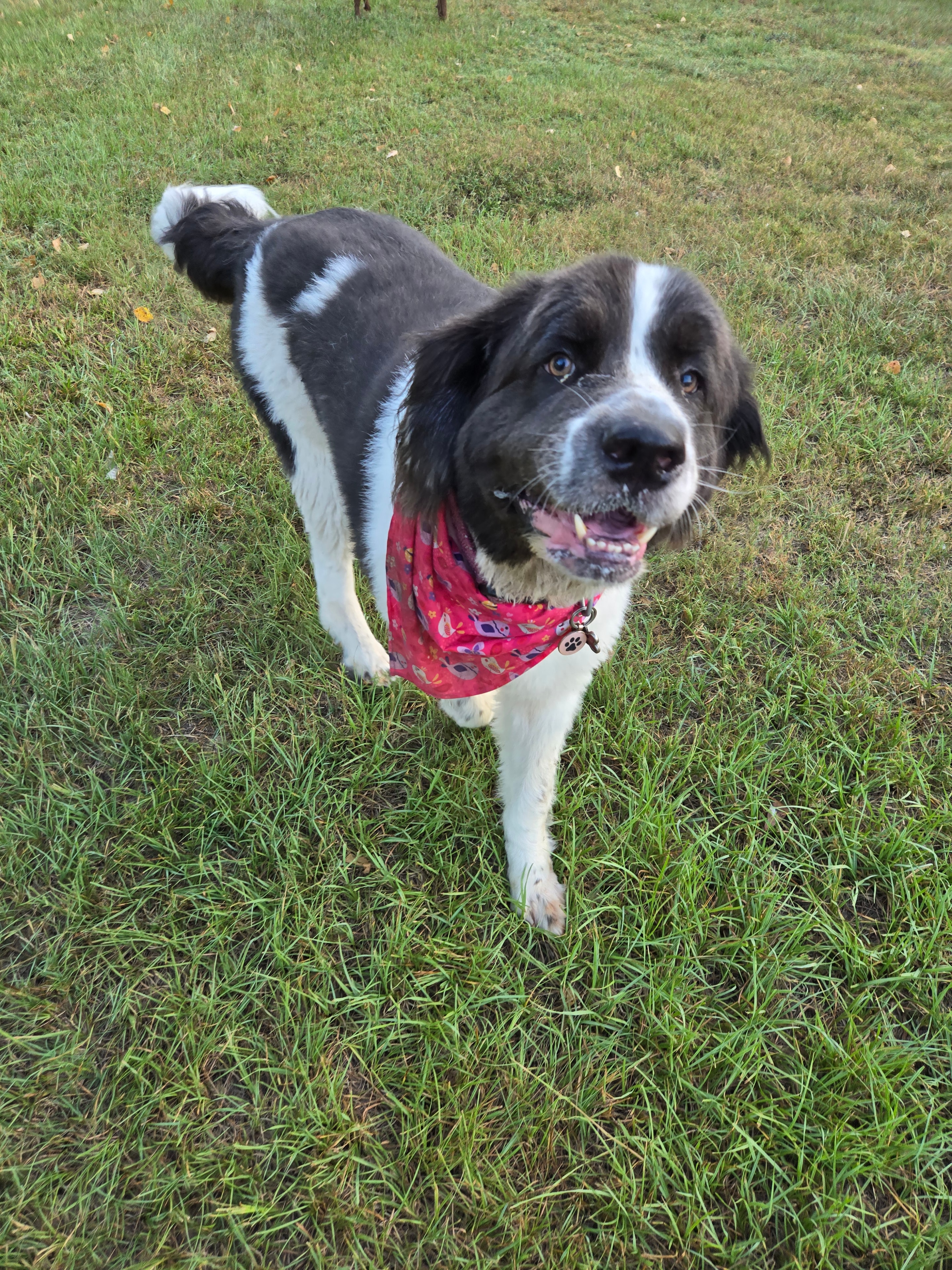Lady the black and white dog with red bandana at daycare