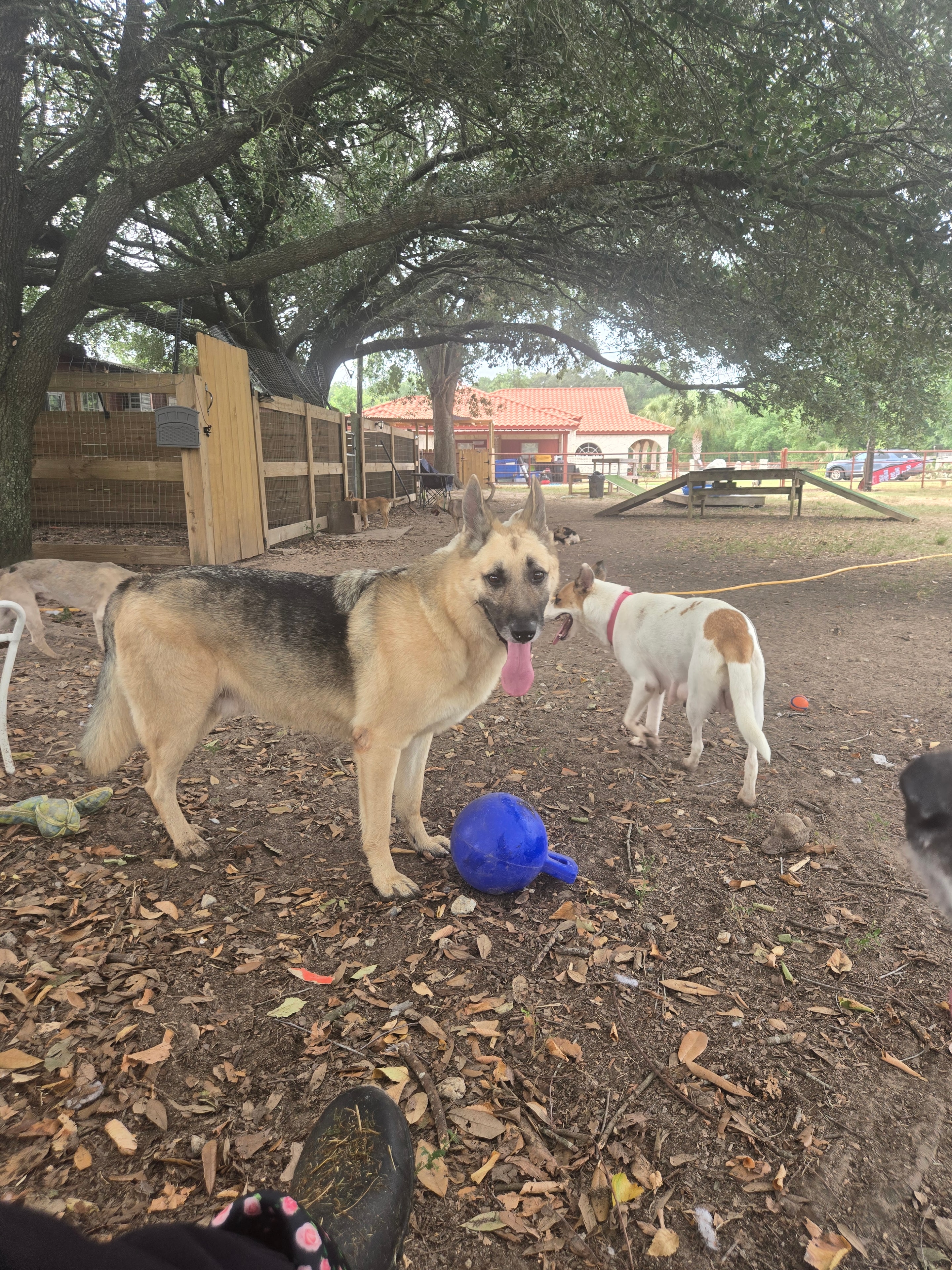 Buddy playing with a blue ball outdoors at daycare