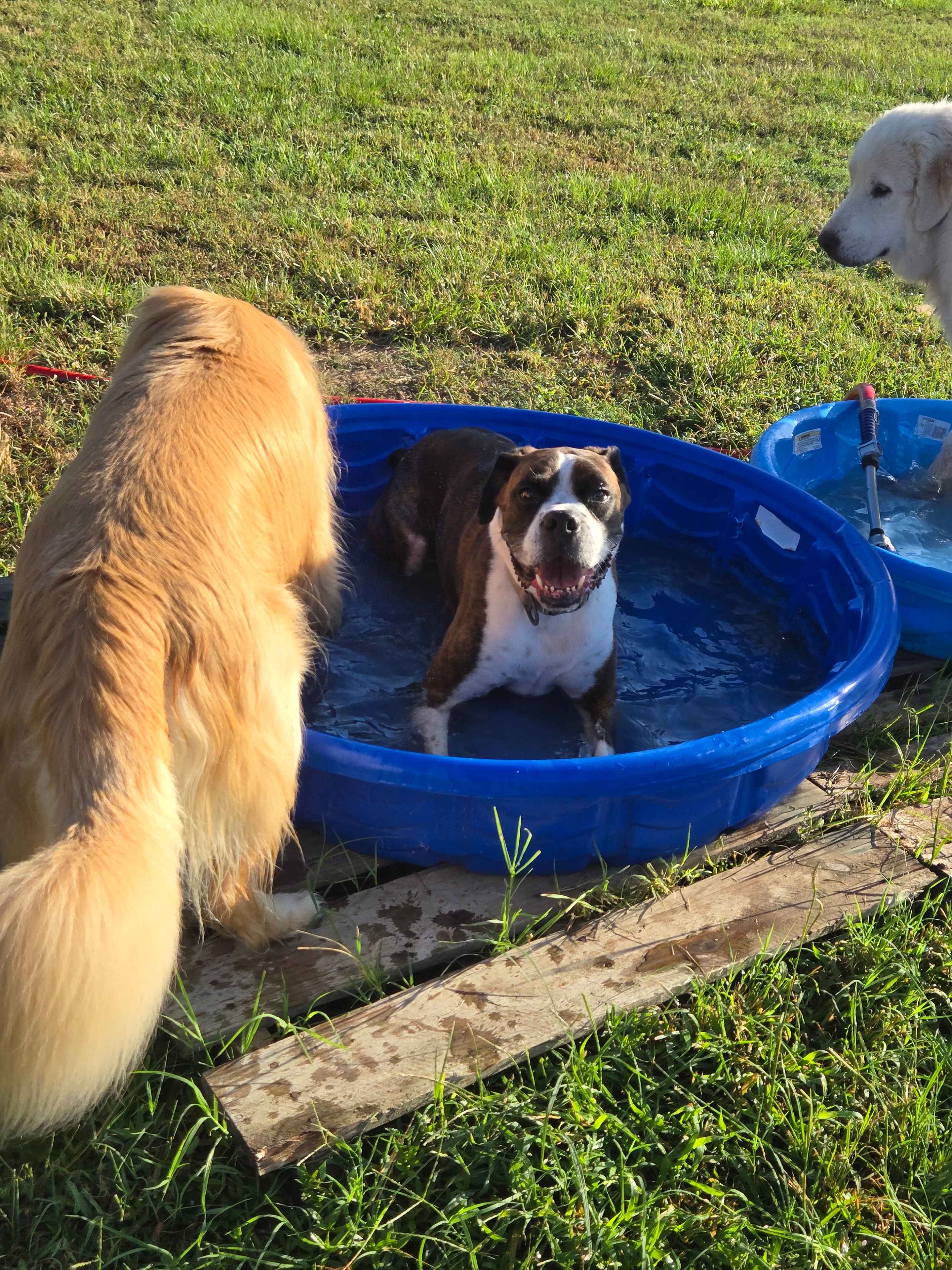 Fusco splashing in the pool at daycare