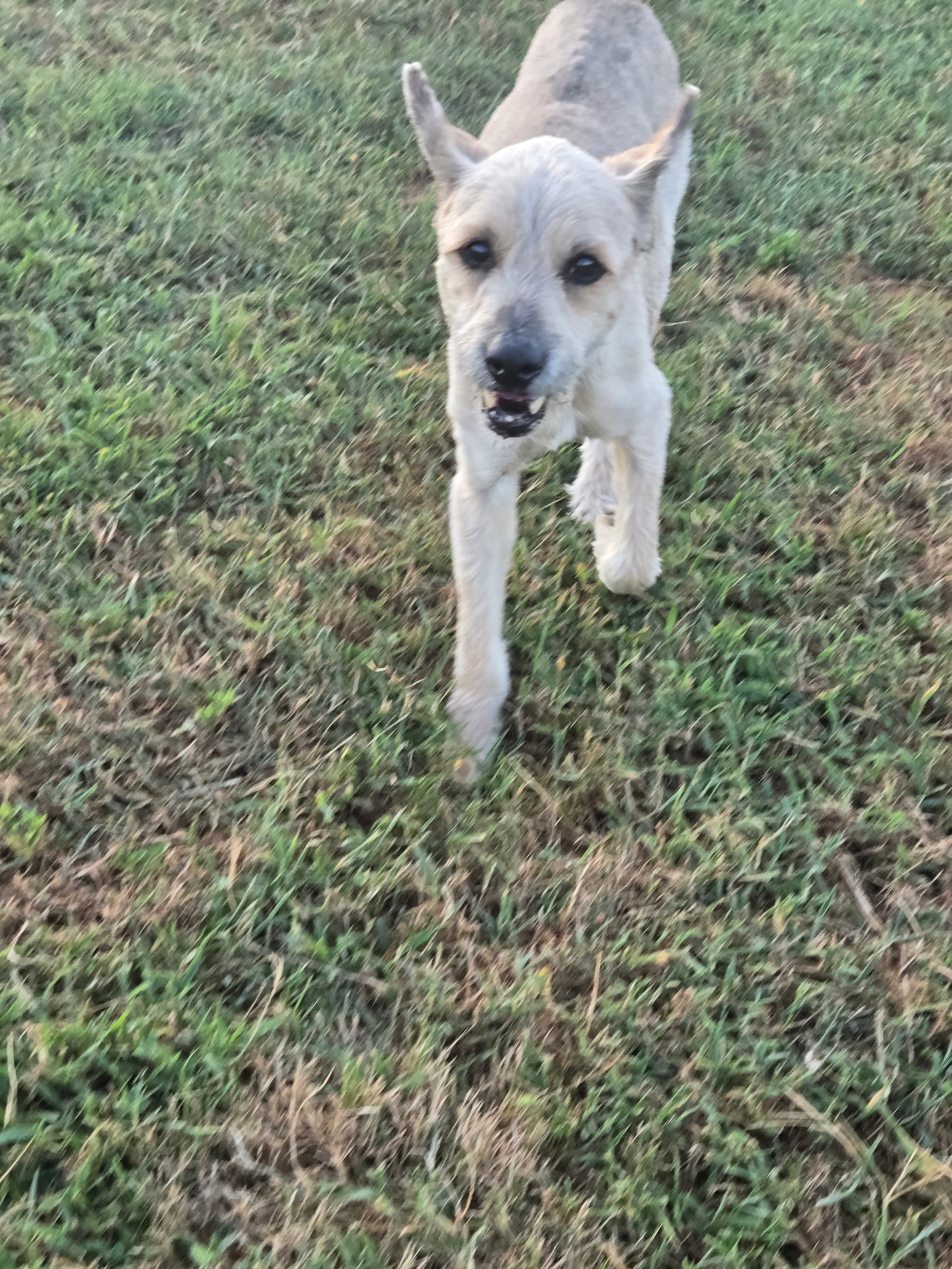 Wookie the white puppy sitting in the grass at daycare