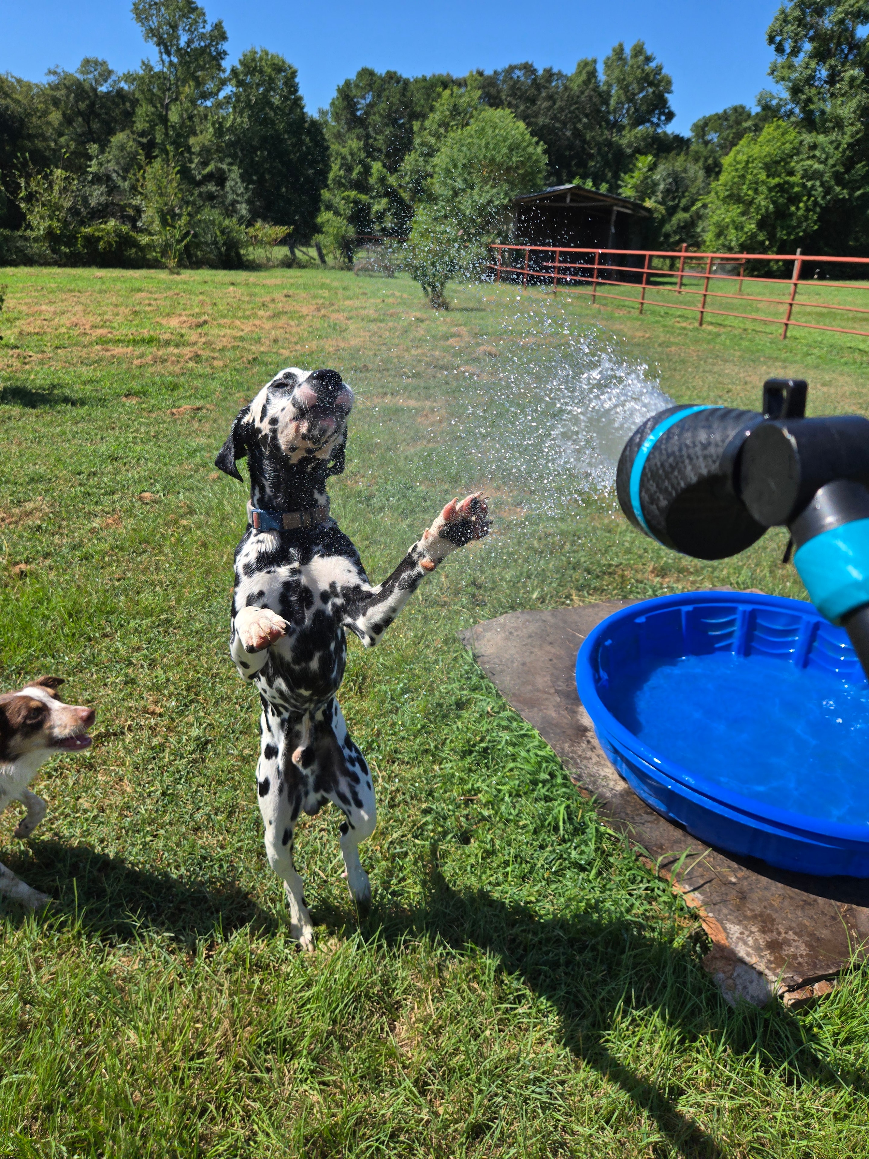 Krypto the Dalmatian leaping through the sprinkler at daycare
