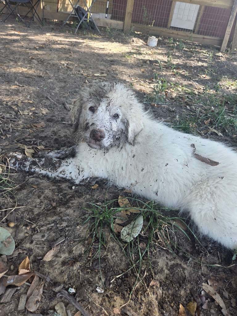 Muddy happy dog playing outside