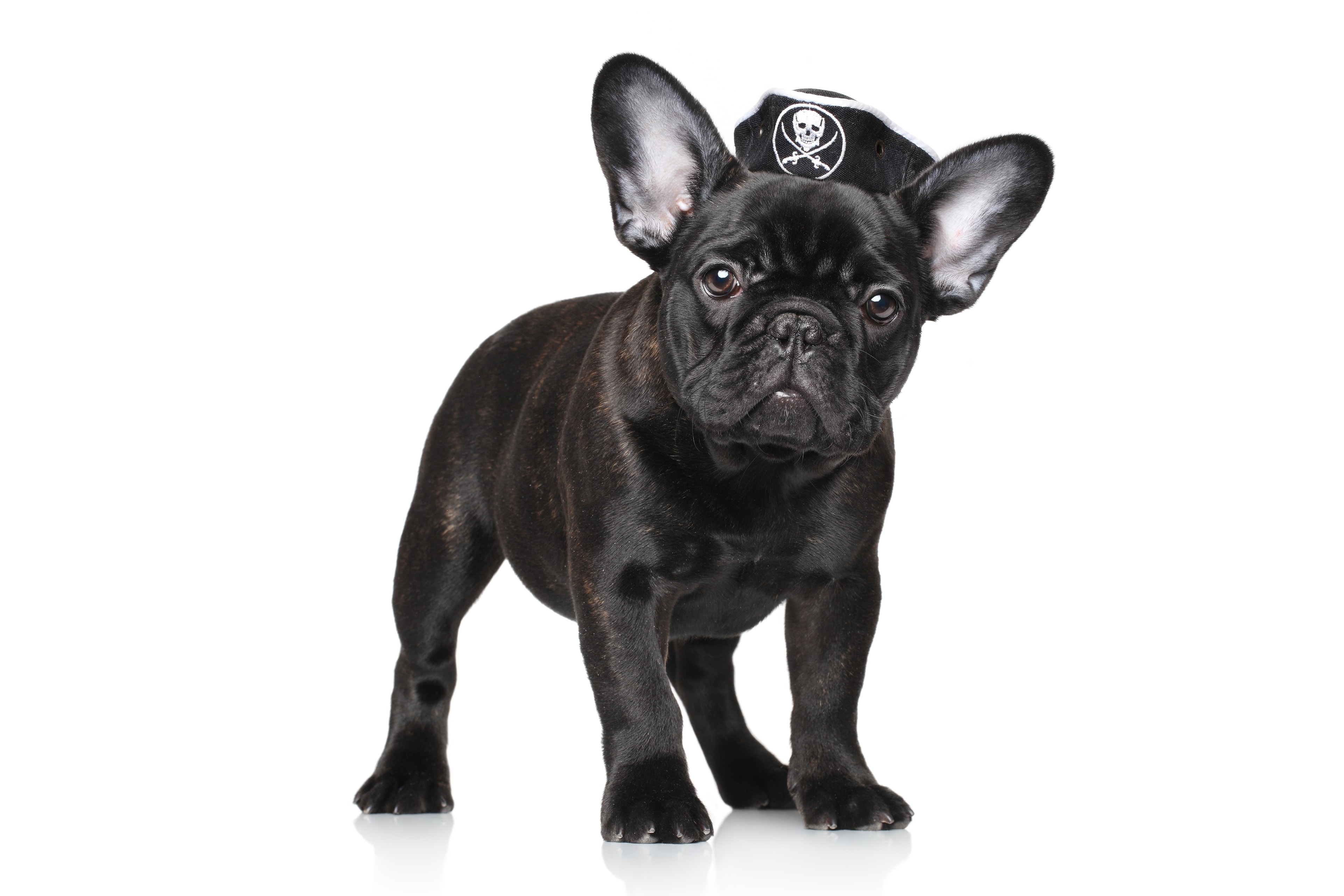 Black French Bulldog puppy wearing a pirate hat