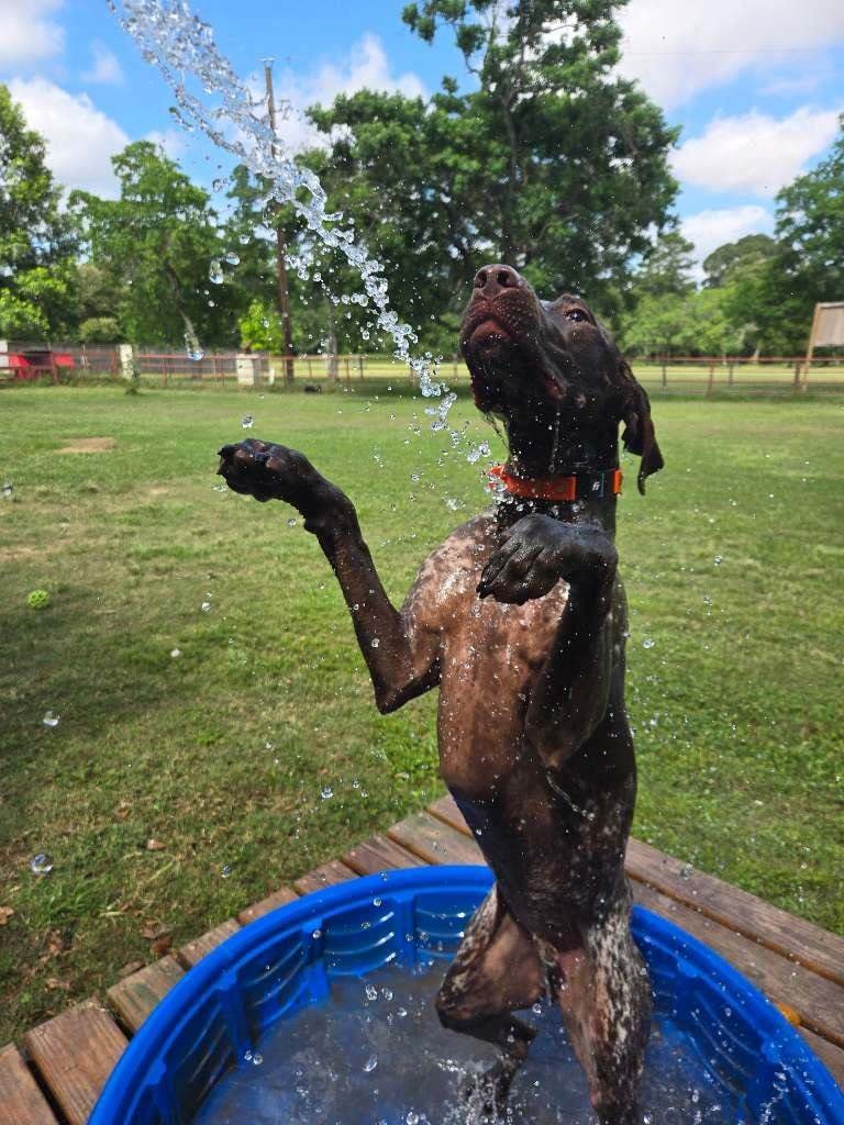 Dog splashing in pool