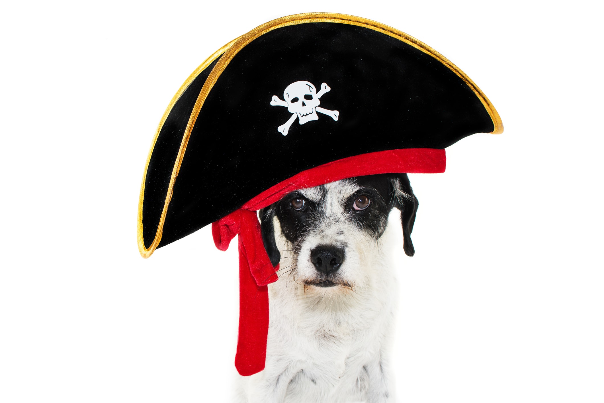 Dog wearing a pirate hat with skull and crossbones